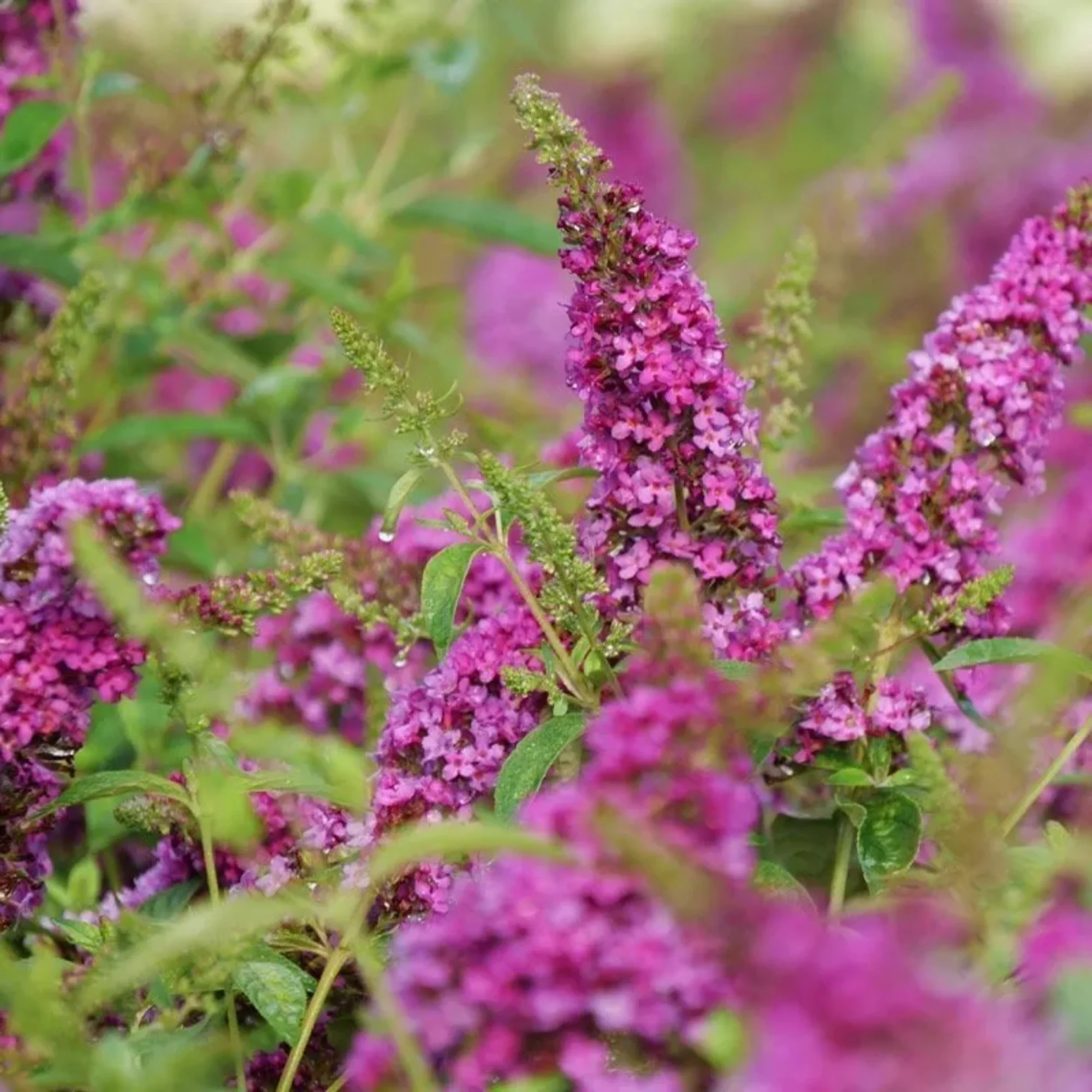 Lo & Behold® 'Ruby Chip' Butterfly Bush (Buddleia x) - Image 3