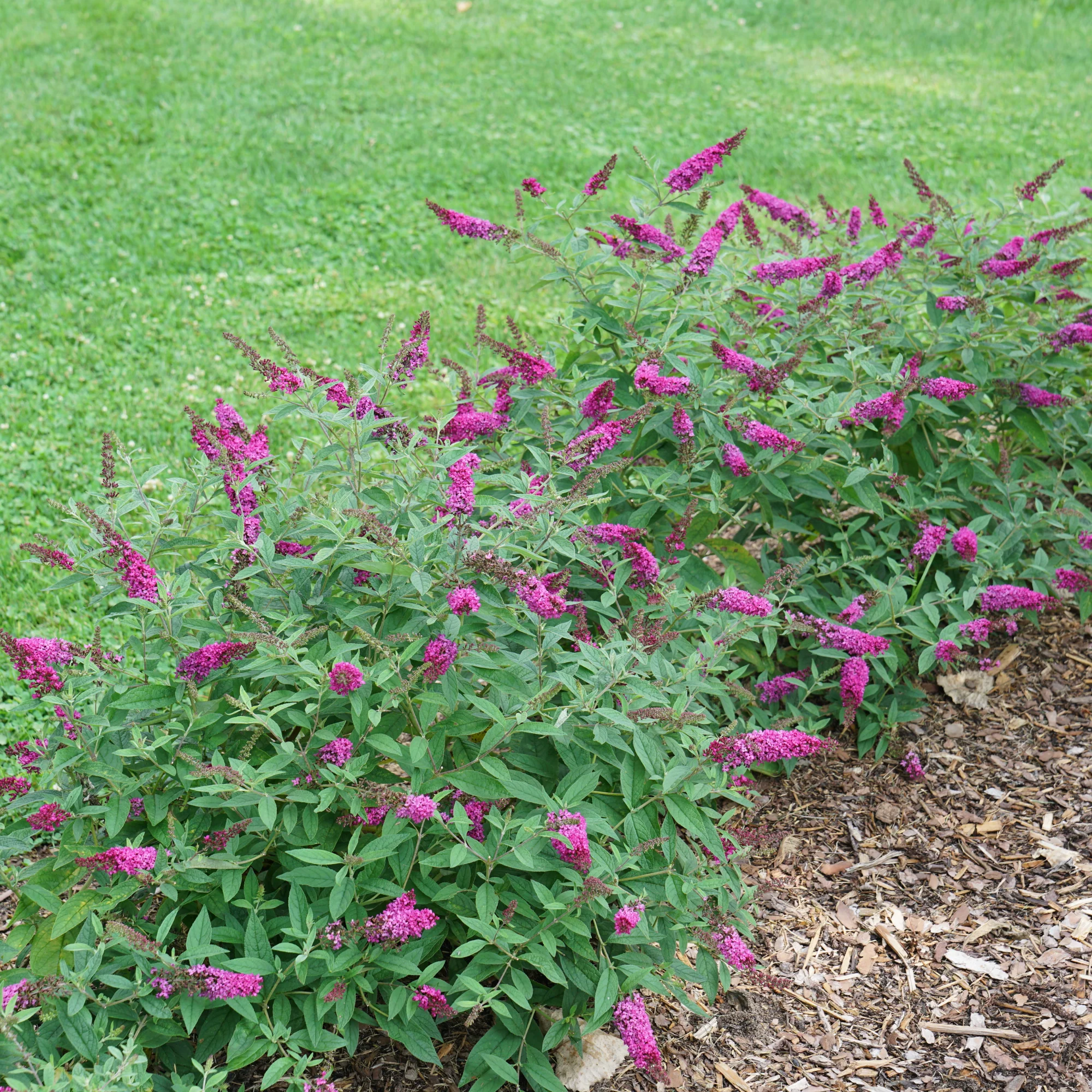 Lo & Behold® 'Ruby Chip' Butterfly Bush (Buddleia x) - Image 4