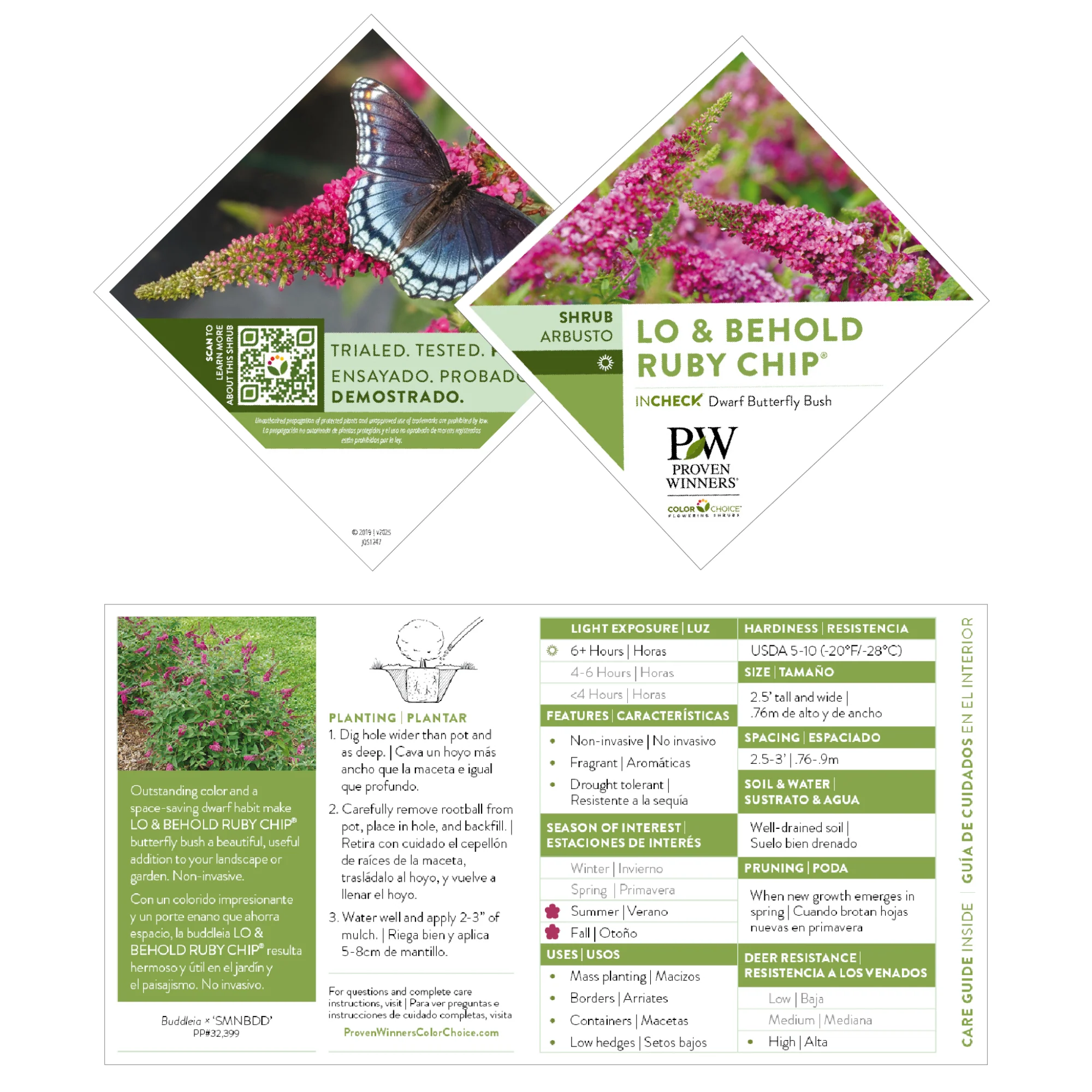 Lo & Behold® 'Ruby Chip' Butterfly Bush (Buddleia x) - Image 6