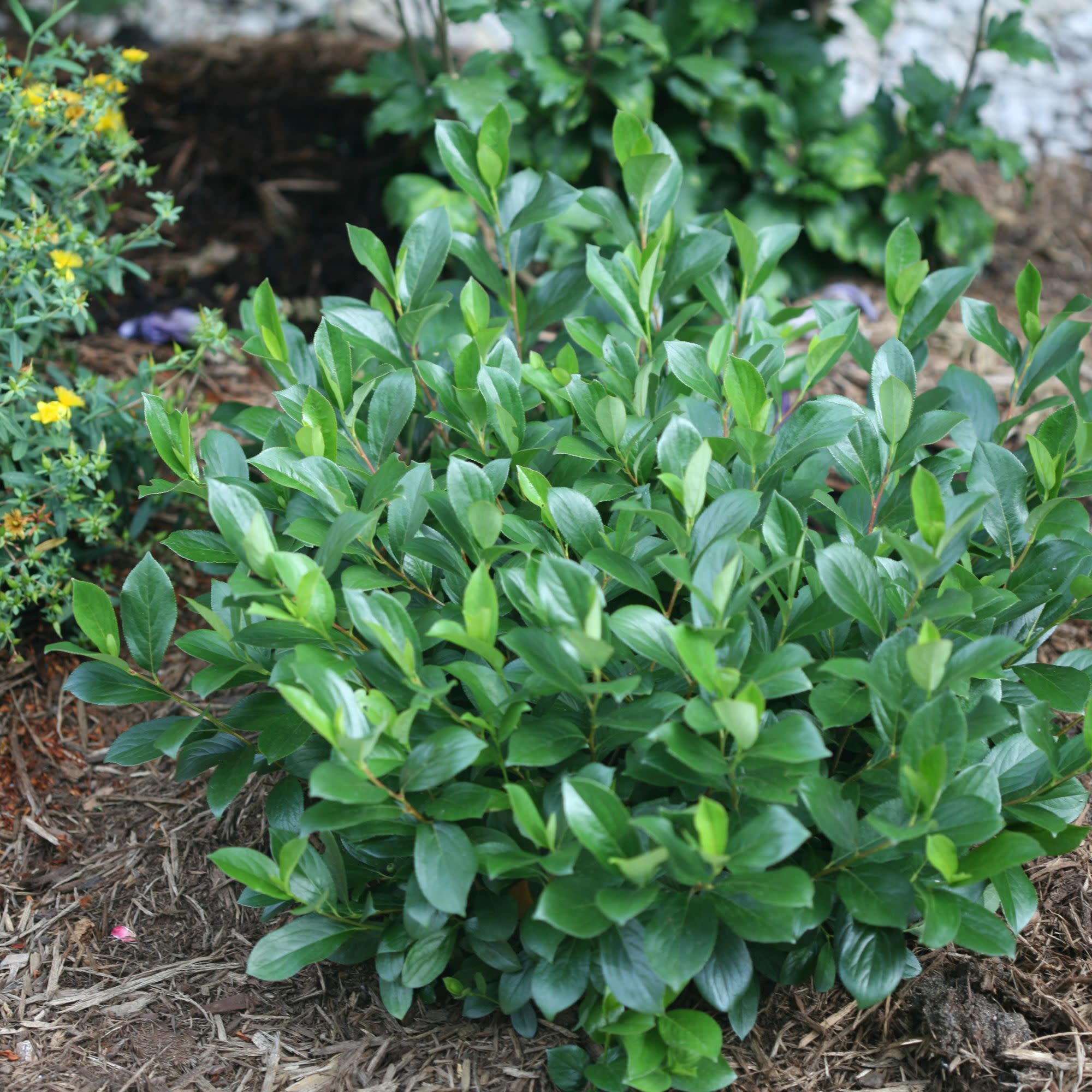 Low Scape Mound® Aronia (Aronia melanocarpa) - Image 10