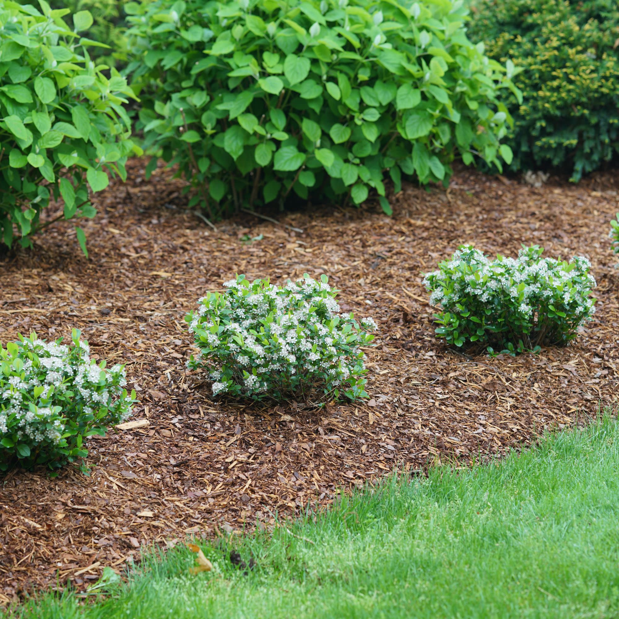Low Scape Mound® Aronia (Aronia melanocarpa) - Image 11