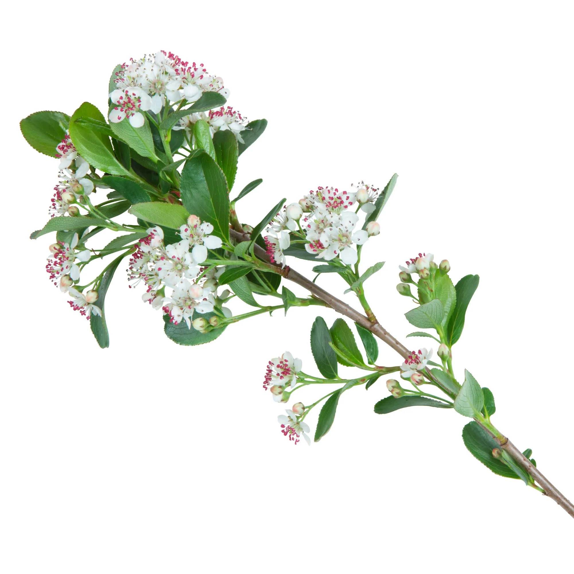 Low Scape Mound® Aronia (Aronia melanocarpa) - Image 12