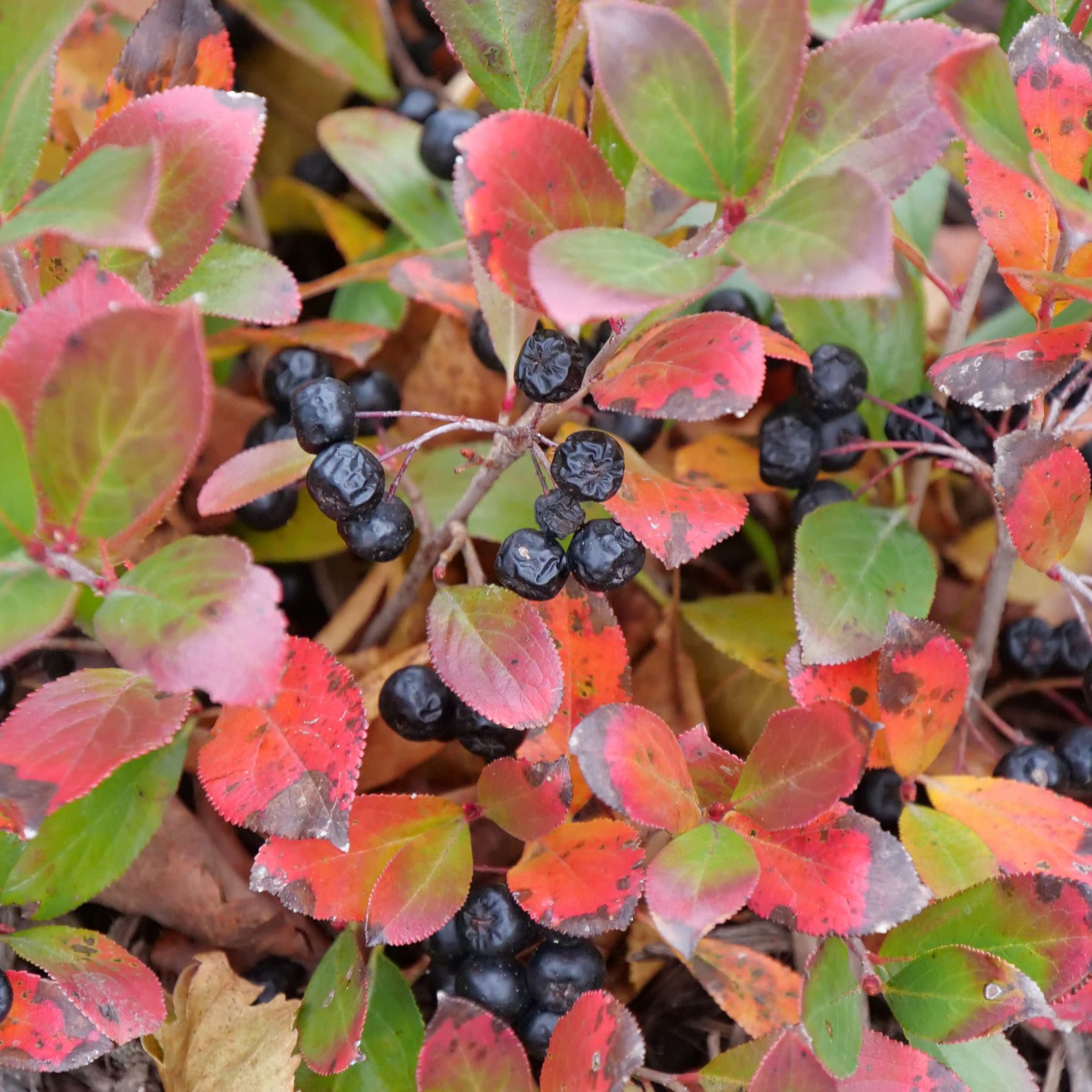 Low Scape Mound® Aronia (Aronia melanocarpa) - Image 3