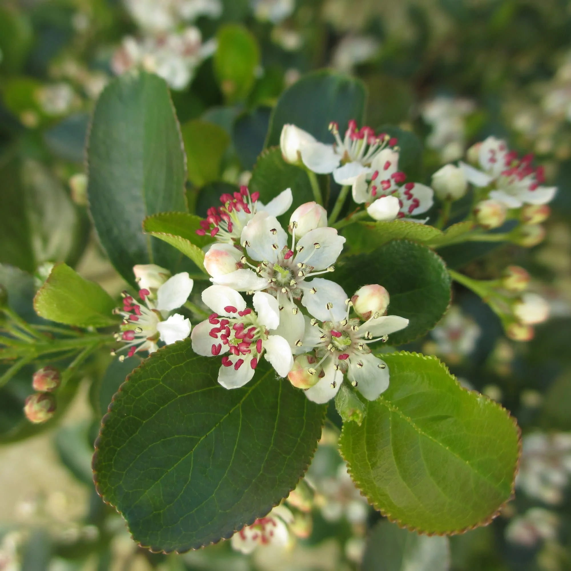 Low Scape Mound® Aronia (Aronia melanocarpa) - Image 6