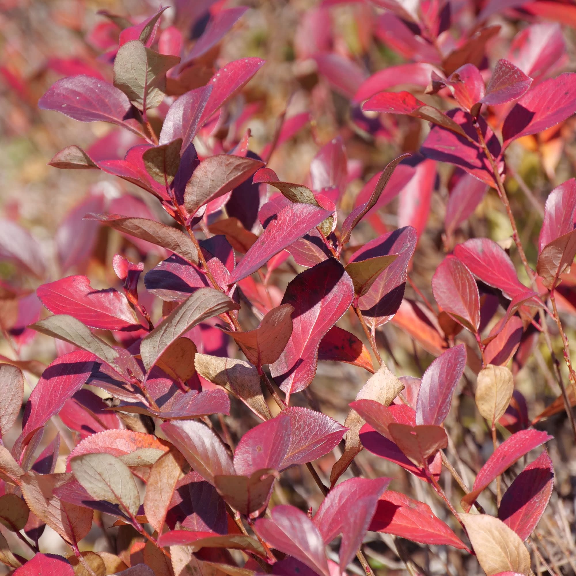 Low Scape Mound® Aronia (Aronia melanocarpa) - Image 8