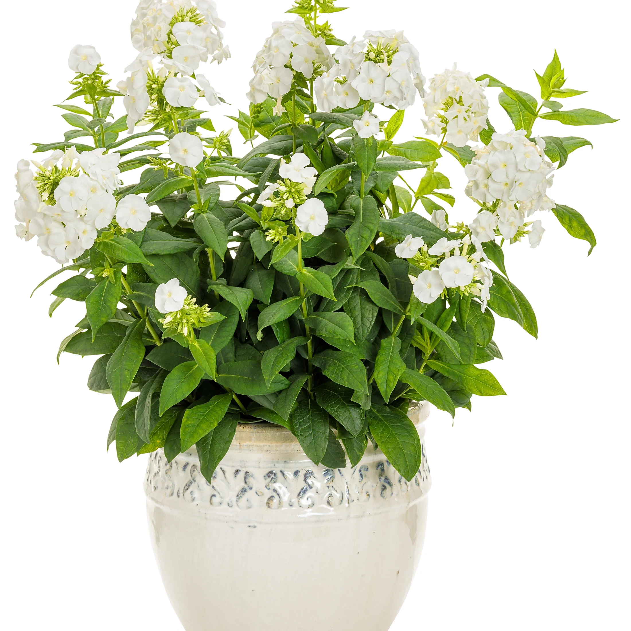 Luminary® 'Backlight' Tall Garden Phlox (paniculata) - Image 4