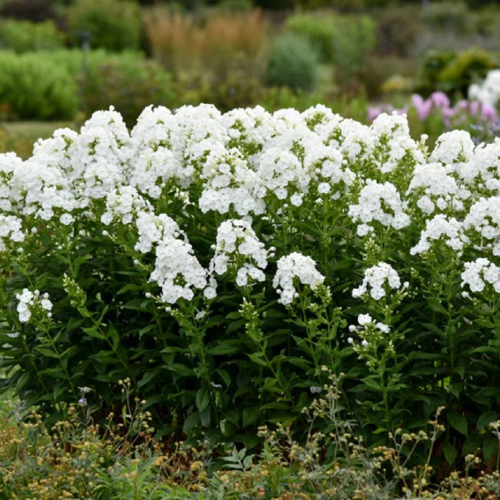 Luminary® 'Backlight' Tall Garden Phlox (paniculata) - Image 5