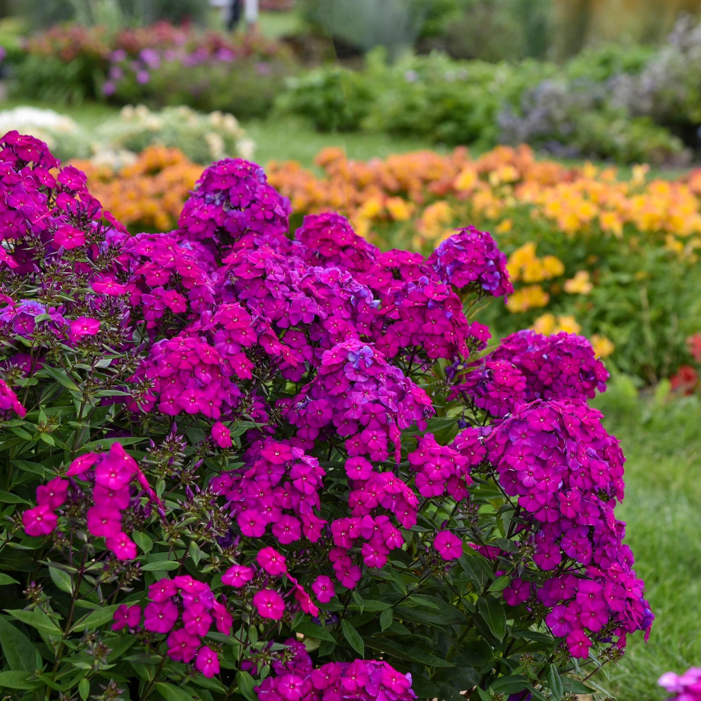Luminary® 'Ultraviolet' Tall Garden Phlox (paniculata) - Image 6