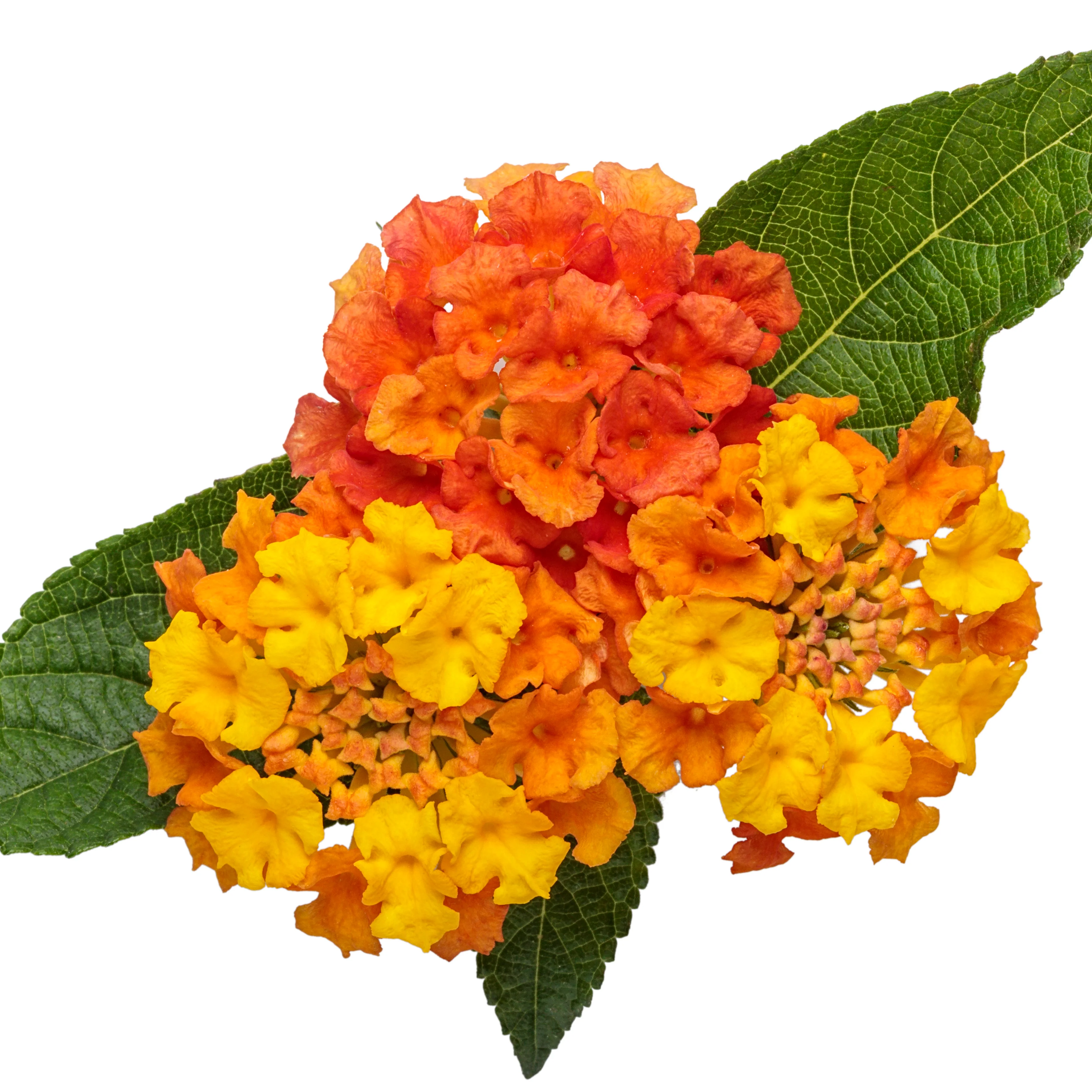 Luscious® Basket Tangeglow™ Lantana (camara) - Image 10