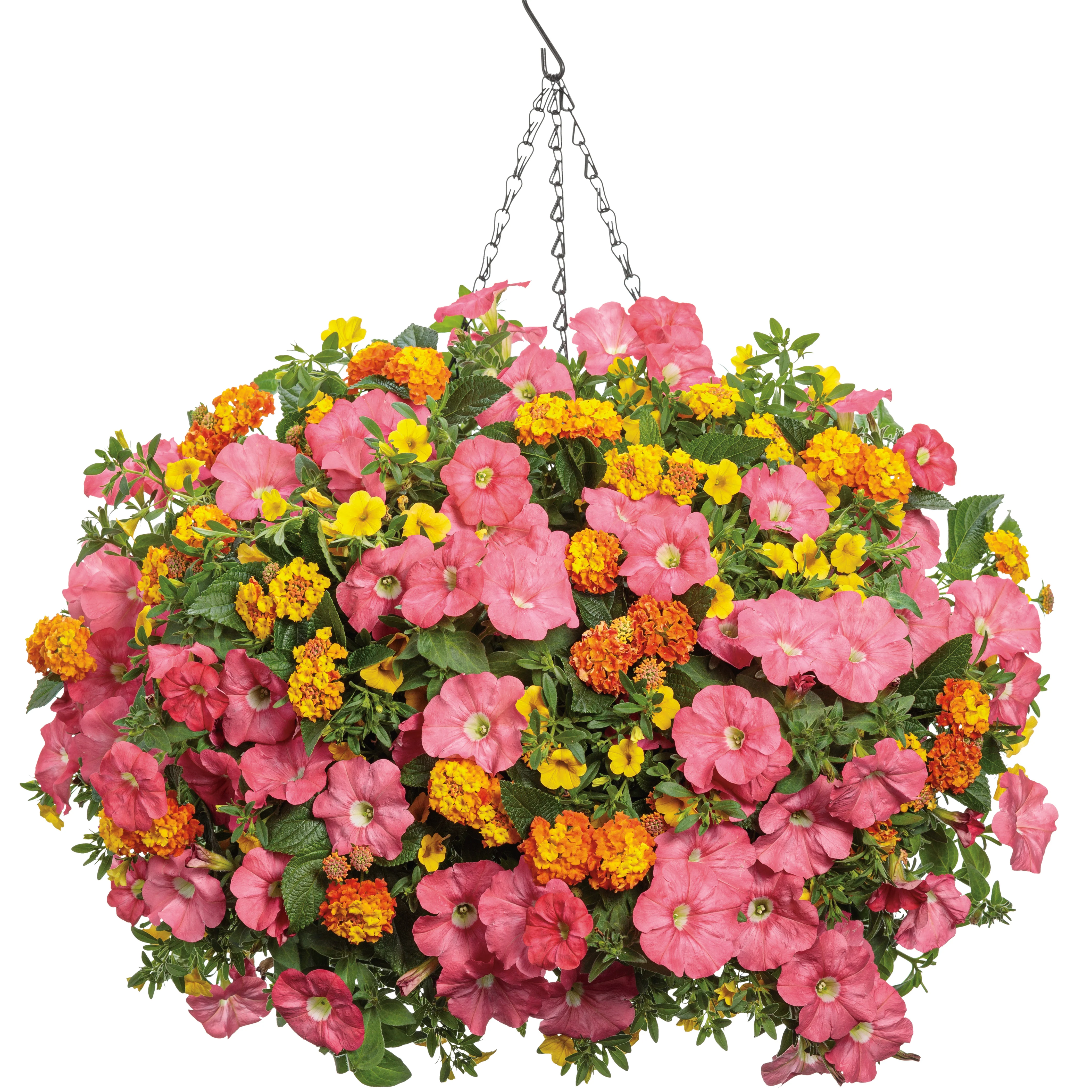 Luscious® Basket Tangeglow™ Lantana (camara) - Image 6