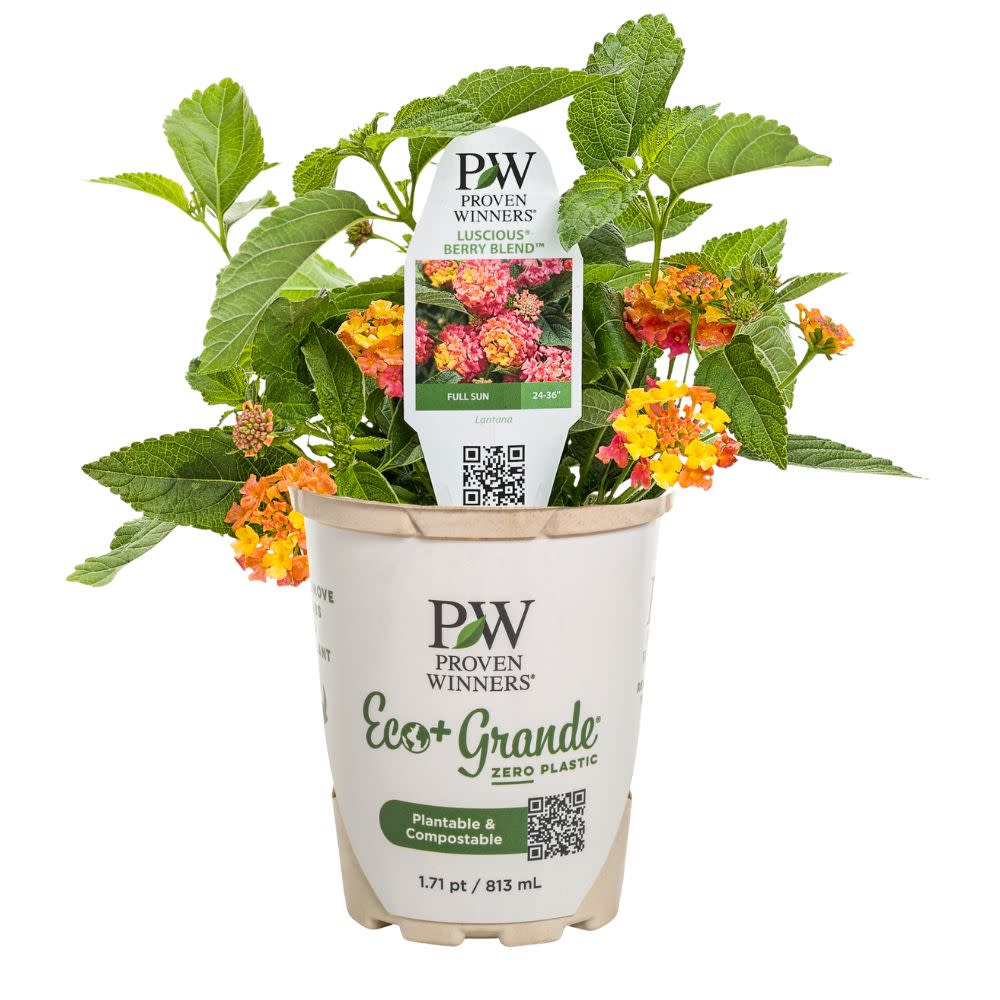 Luscious® Berry Blend™ Lantana (camara) - Image 4
