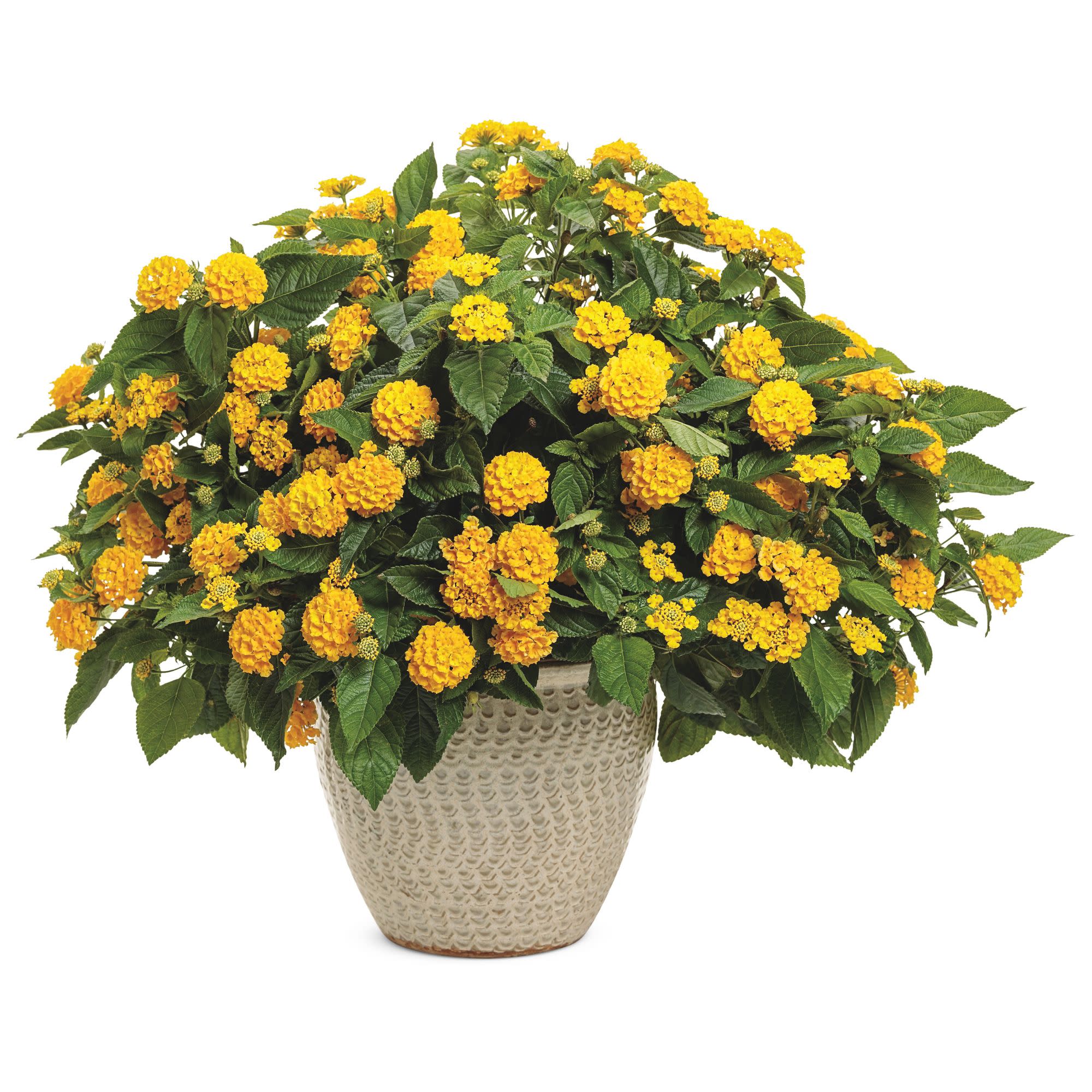 Luscious® Royale Lemon Tart™ Lantana (camara) - Image 4