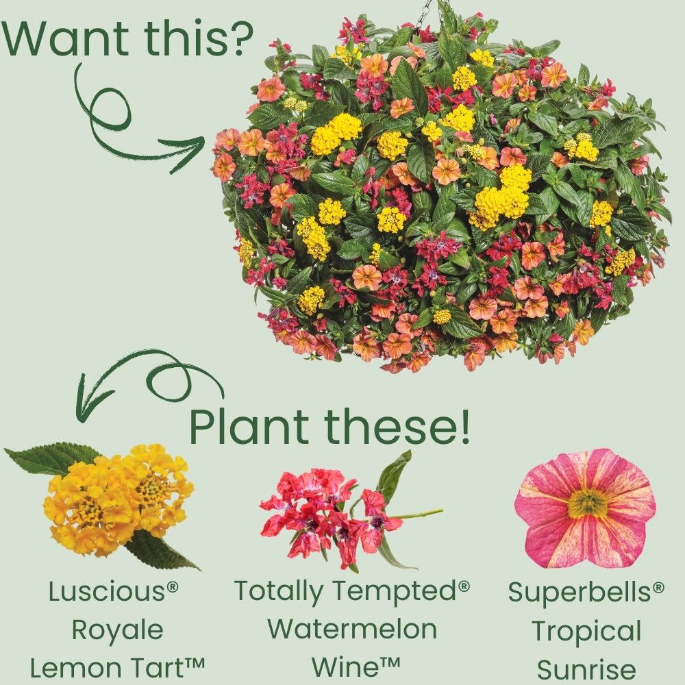 Luscious® Royale Lemon Tart™ Lantana (camara) - Image 5
