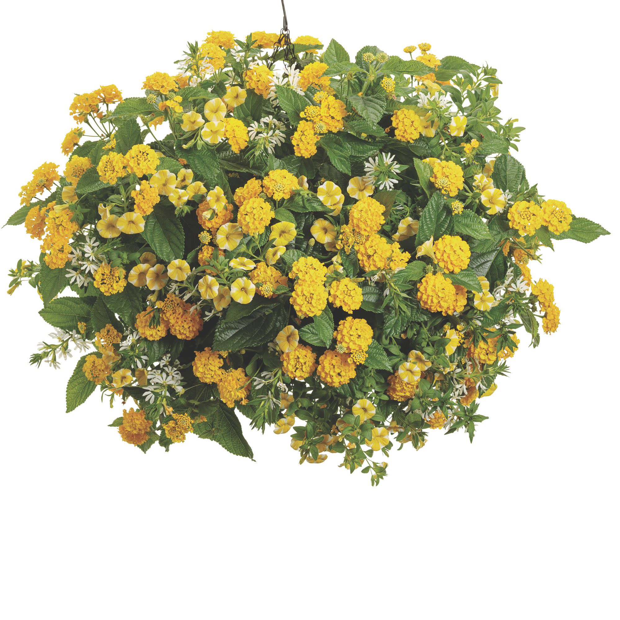 Luscious® Royale Lemon Tart™ Lantana (camara) - Image 6