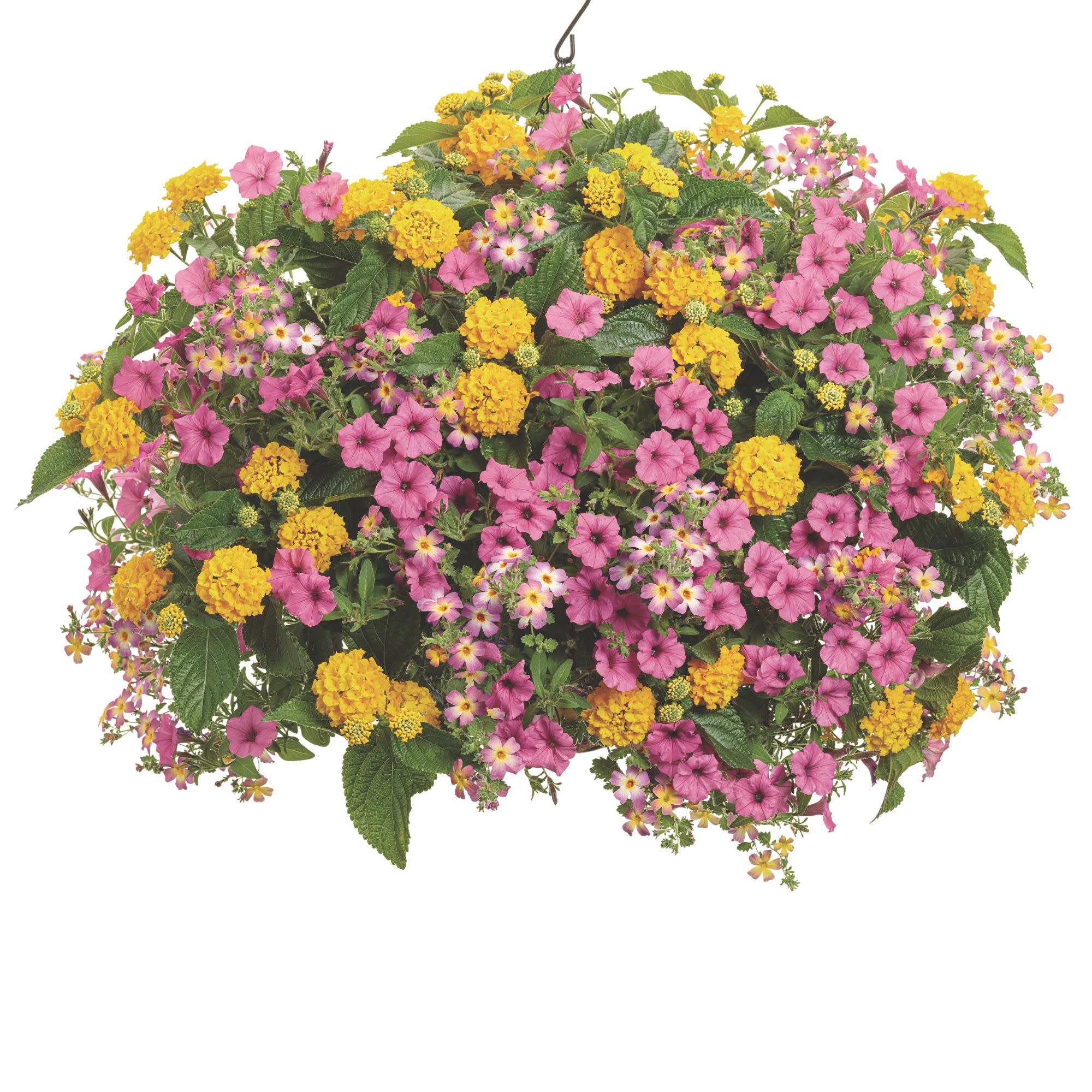 Luscious® Royale Lemon Tart™ Lantana (camara) - Image 8