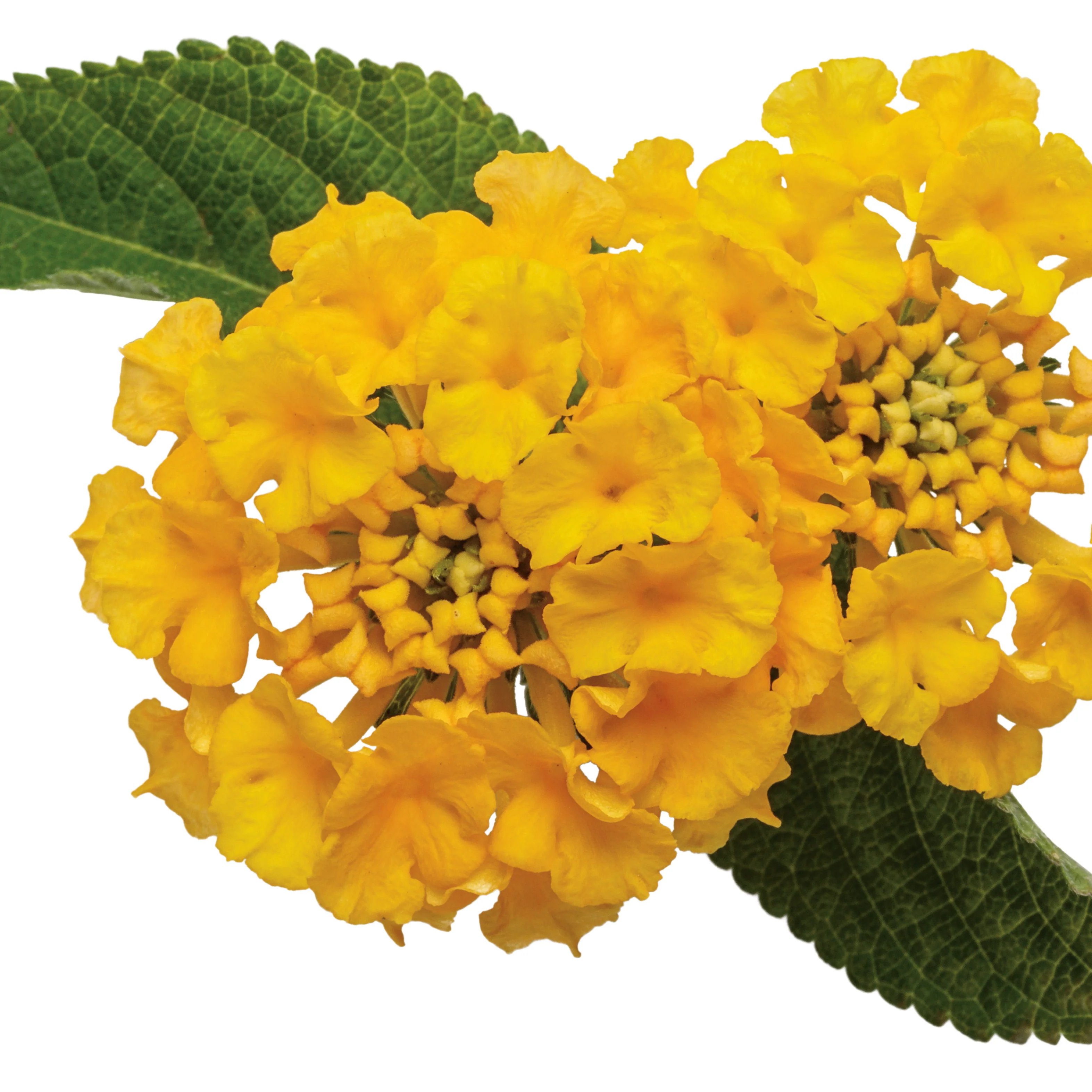 Luscious® Royale Lemon Tart™ Lantana (camara) - Image 9