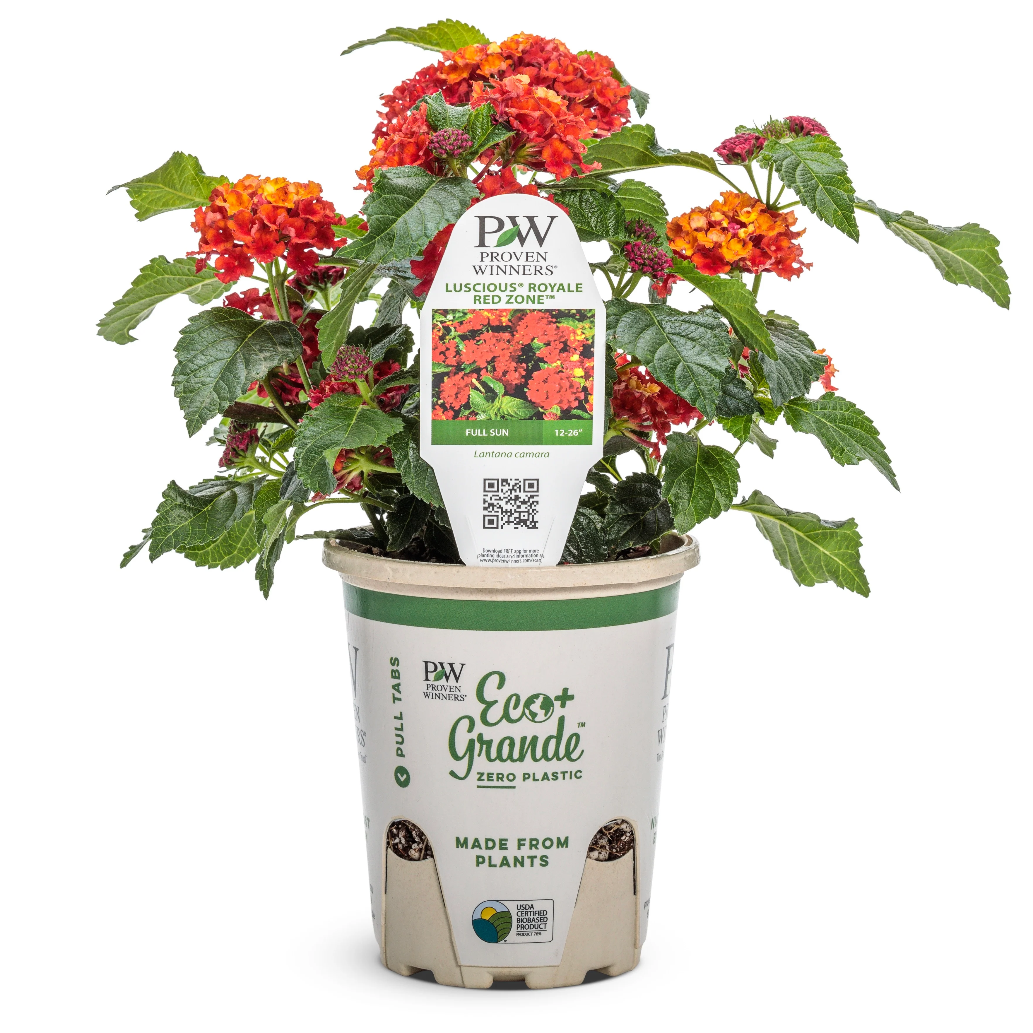 Luscious® Royale Red Zone™ Lantana (camara) - Image 2