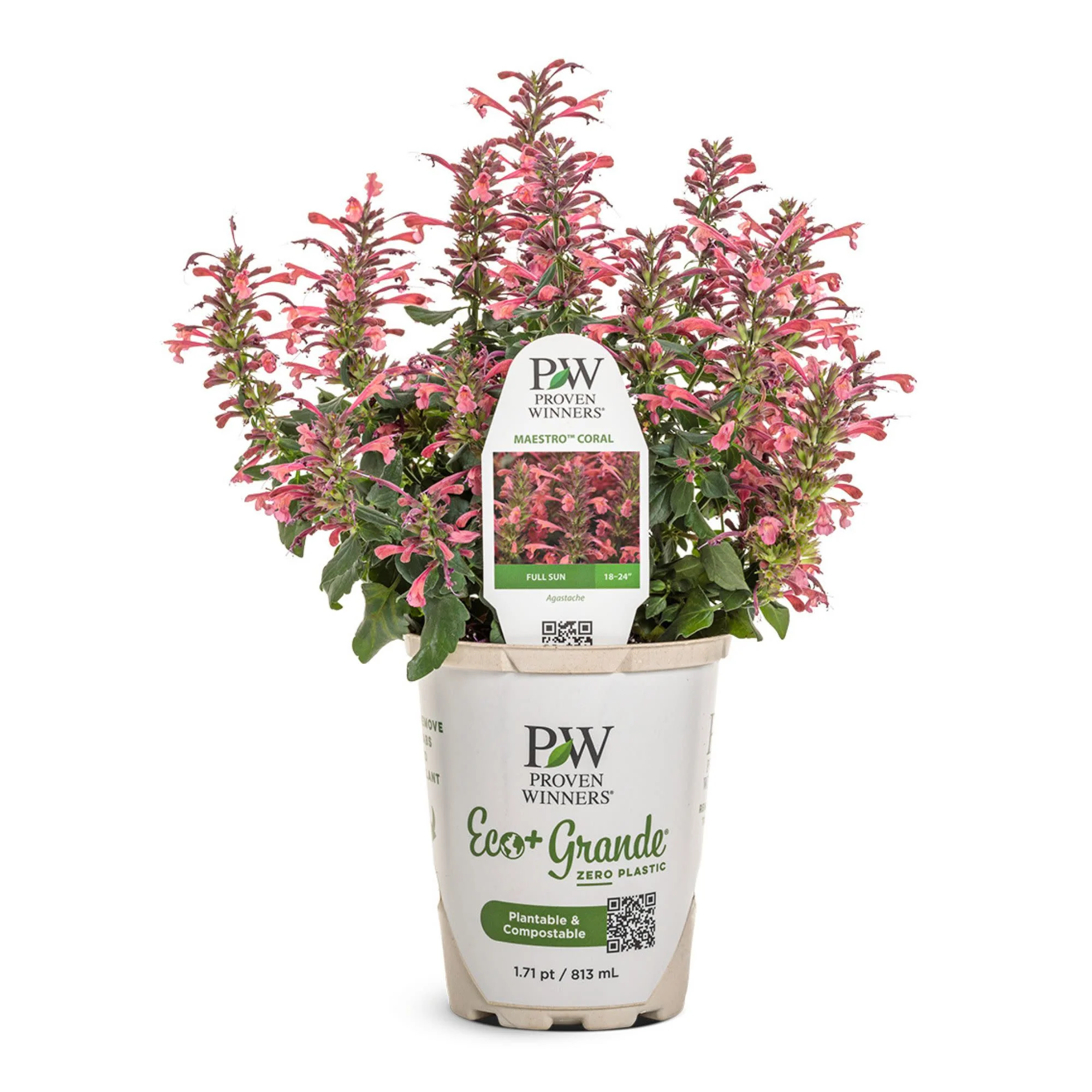 'Maestro Coral' Hyssop (Agastache hybrid) | Proven Winners® New Variety 2026 - Image 2