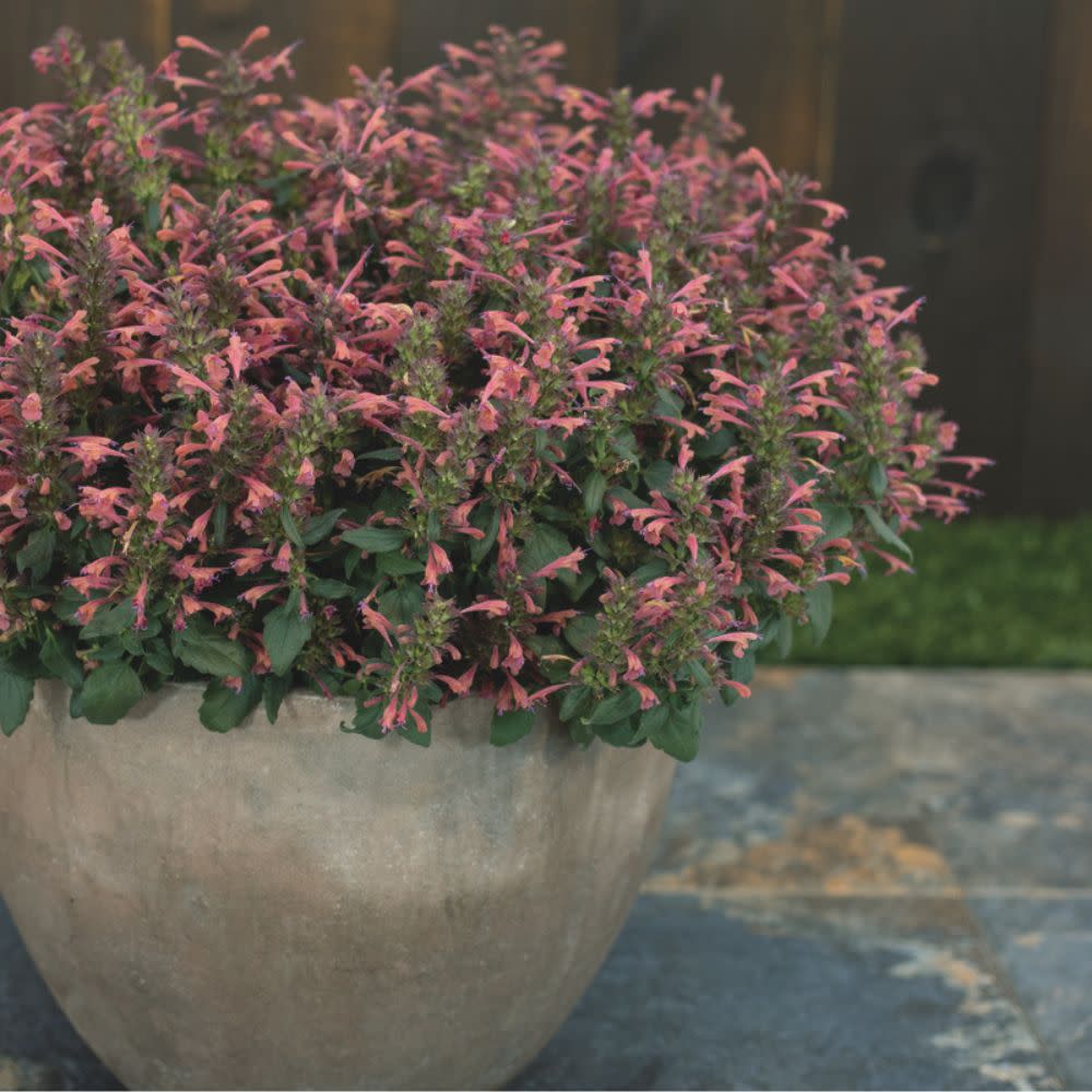 'Maestro Coral' Hyssop (Agastache hybrid) | Proven Winners® New Variety 2026 - Image 9