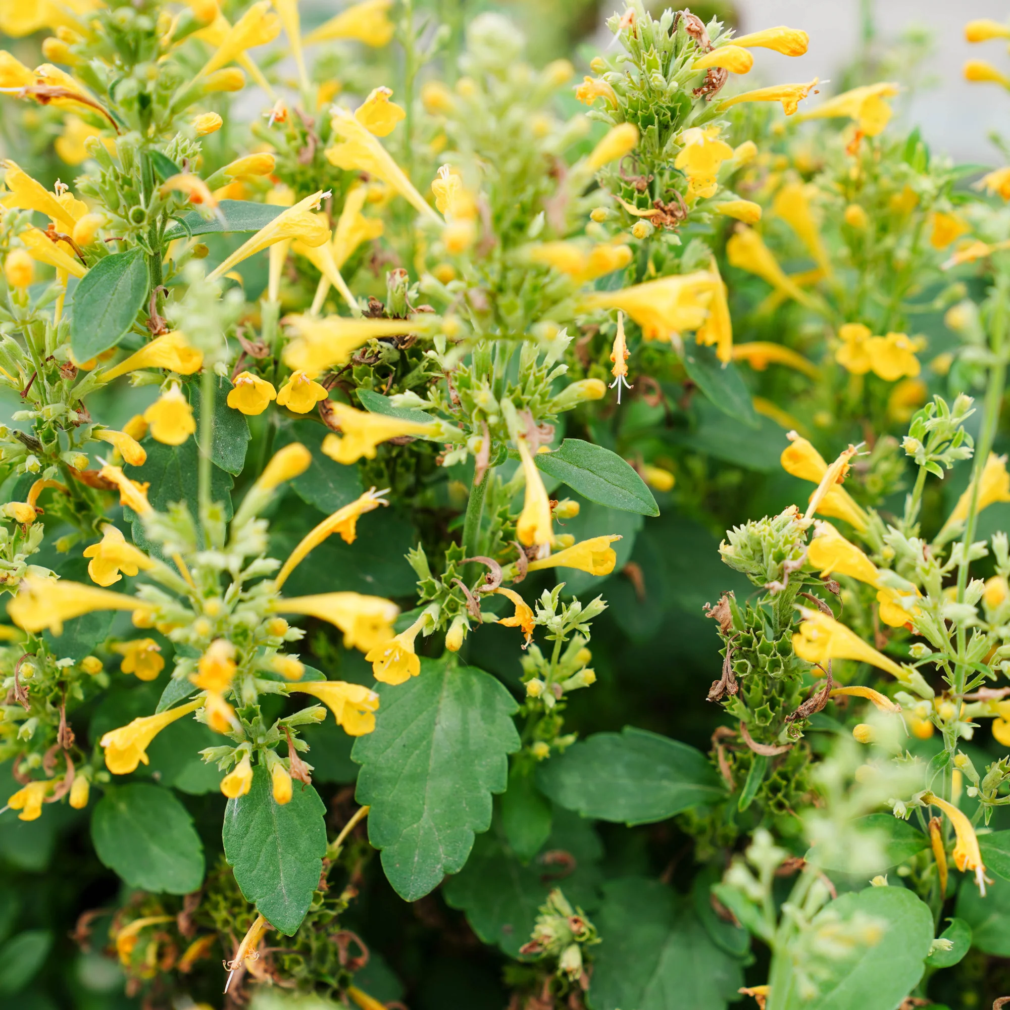 'Maestro Gold' Hyssop (Agastache hybrid) | Proven Winners® New Variety 2026 - Image 4