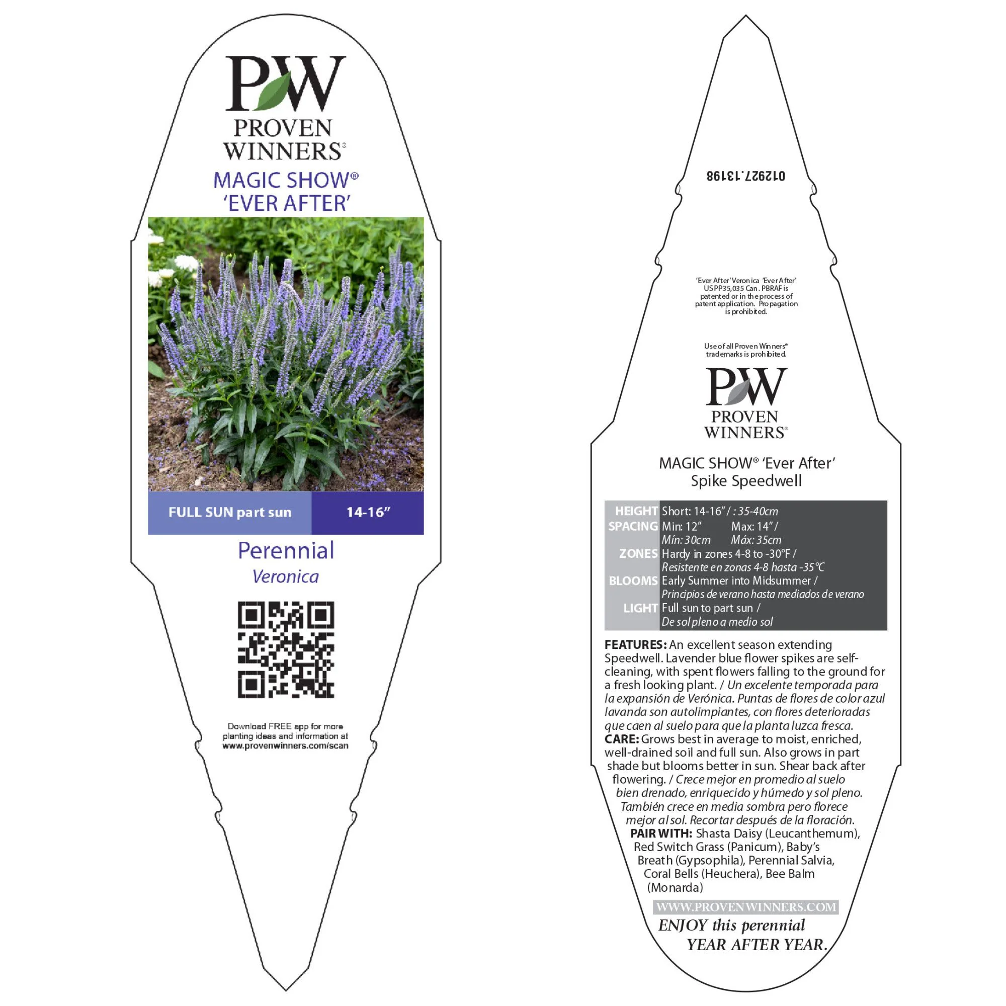 Magic Show® 'Ever After' Spike Speedwell (Veronica hybrid) - Image 6