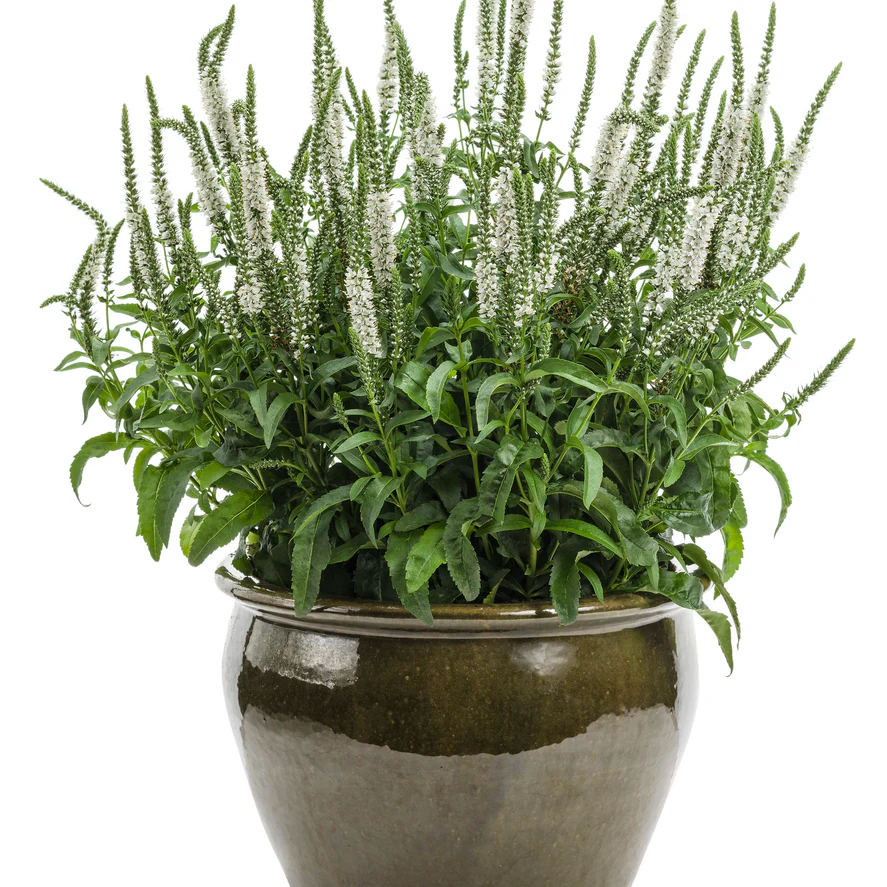 Magic Show® 'White Wands' Spike Speedwell (Veronica hybrid) - Image 2