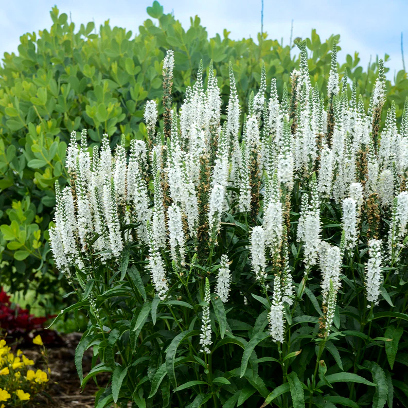 Magic Show® 'White Wands' Spike Speedwell (Veronica hybrid) - Image 4