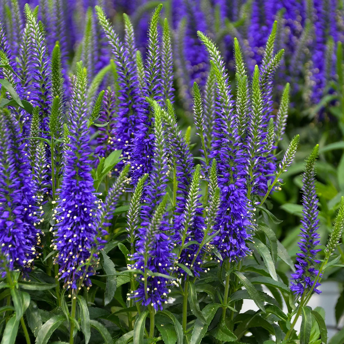 Magic Show® 'Wizard of Ahhs' Spike Speedwell (Veronica hybrid) - Image 2