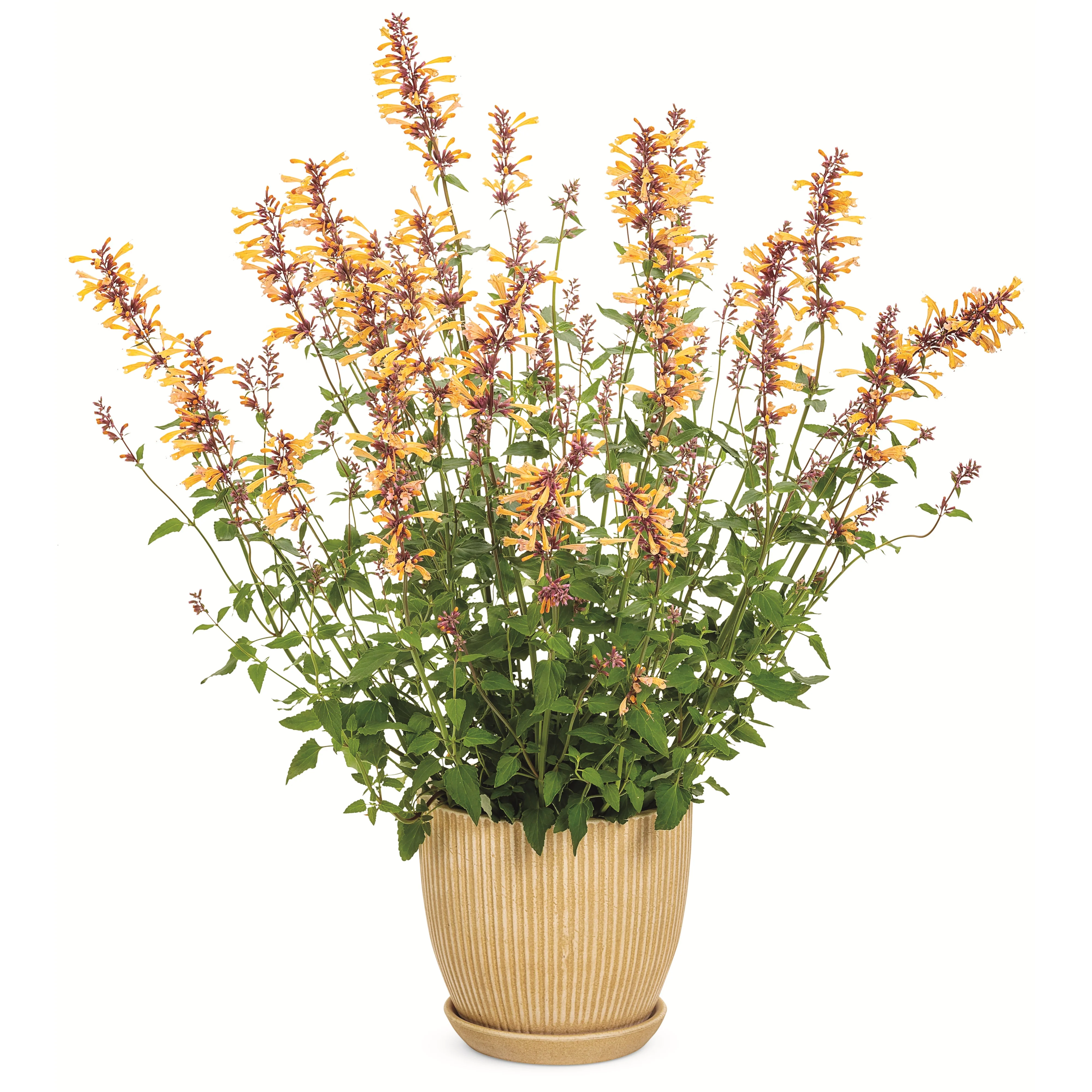 Meant to Bee® 'Queen Nectarine' Anise Hyssop (Agastache hybrid) - Image 6