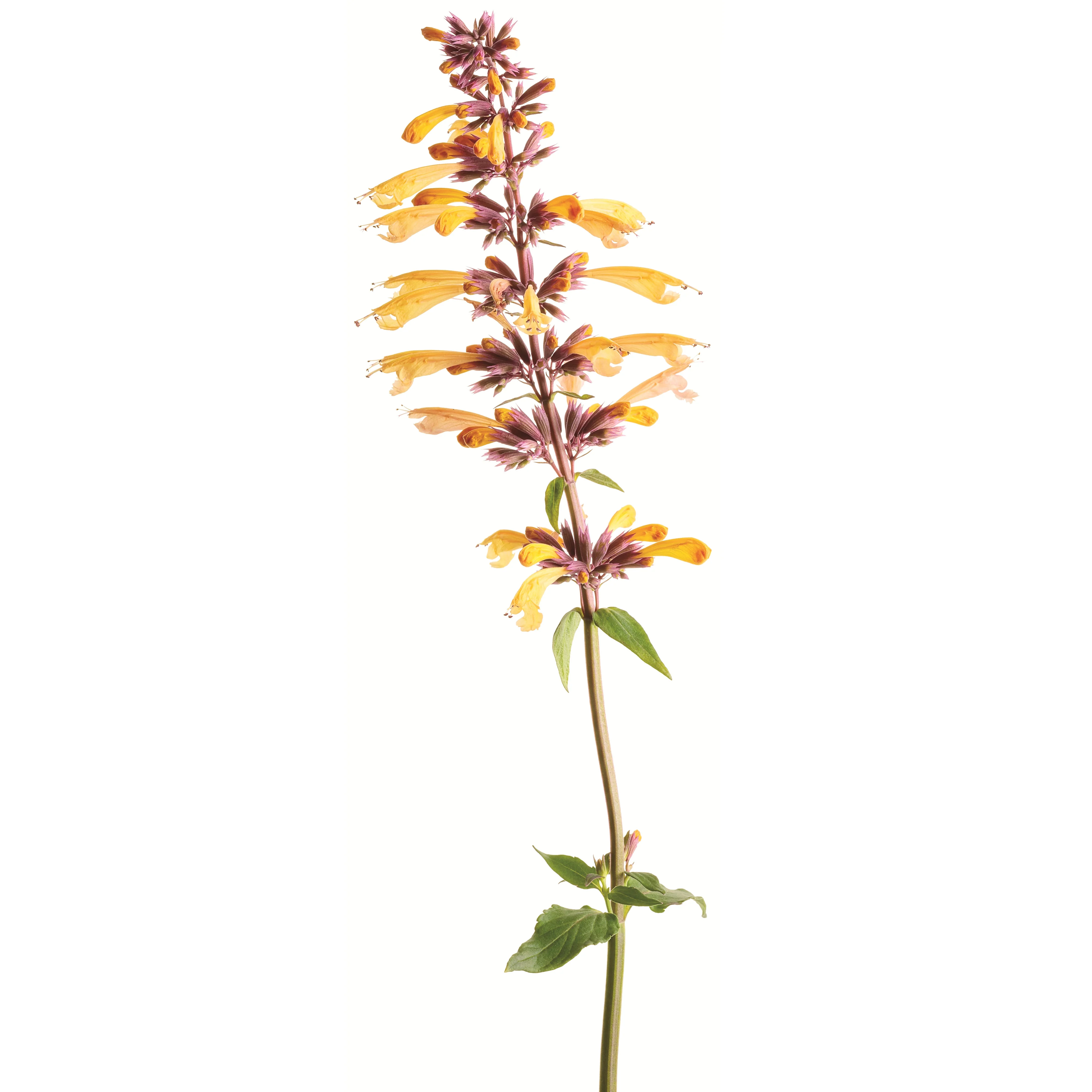 Meant to Bee® 'Queen Nectarine' Anise Hyssop (Agastache hybrid) - Image 8