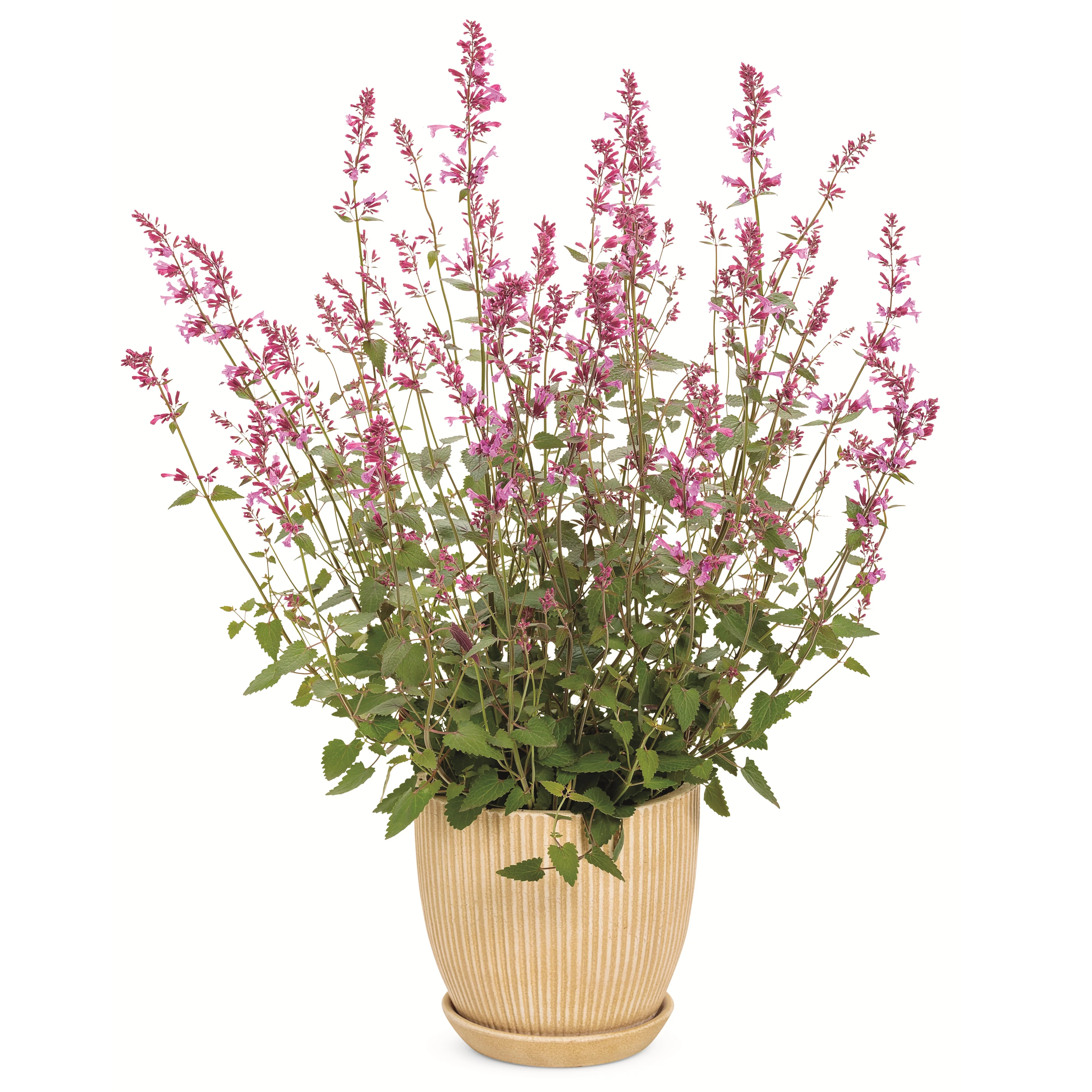 Meant to Bee® 'Royal Raspberry' Anise Hyssop (Agastache hybrid) - Image 4