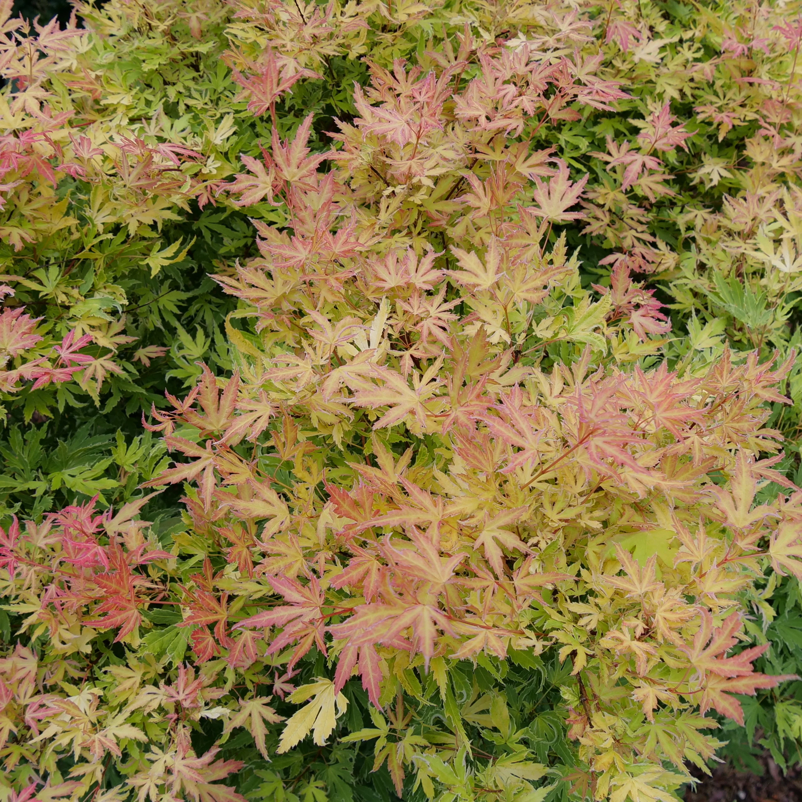 Metamorphosa® Japanese Maple (Acer palmatum) - Image 2
