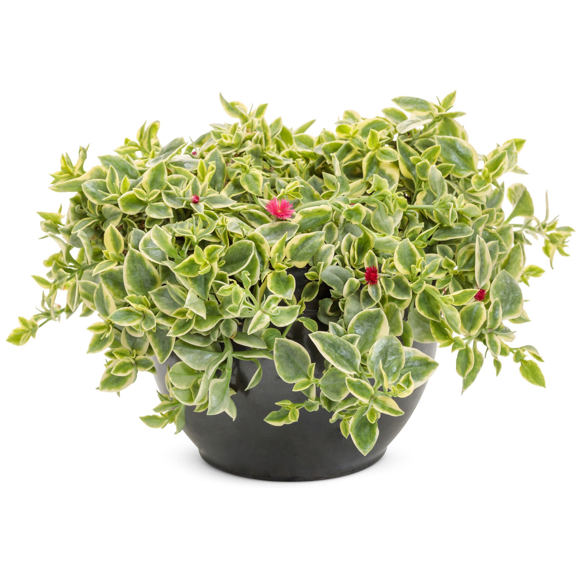 Mezoo™ Trailing Red Livingstone Daisy (Aptenia cordifolia) - Image 4
