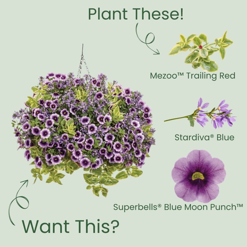 Mezoo™ Trailing Red Livingstone Daisy (Aptenia cordifolia) - Image 5