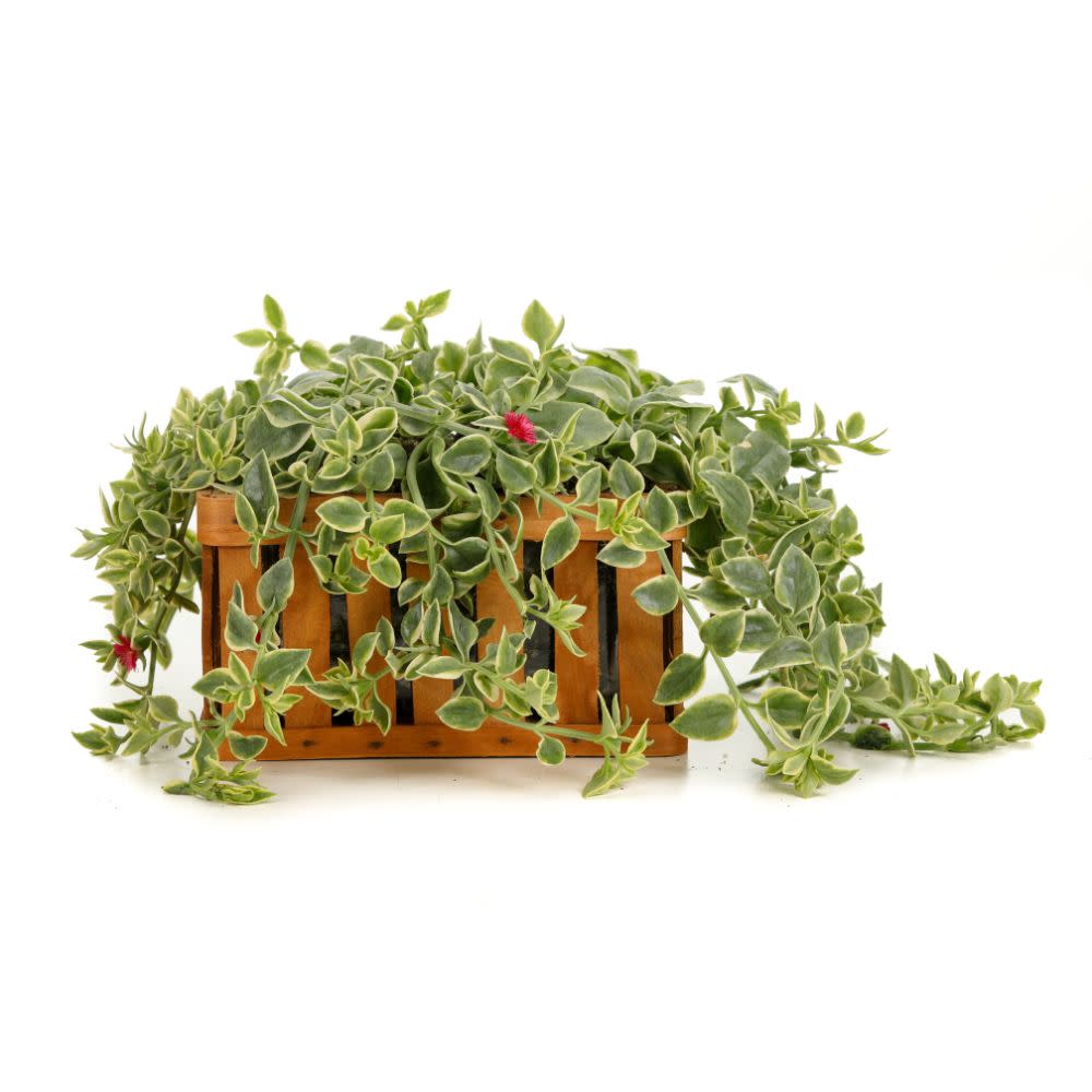 Mezoo™ Trailing Red Livingstone Daisy (Aptenia cordifolia) - Image 6
