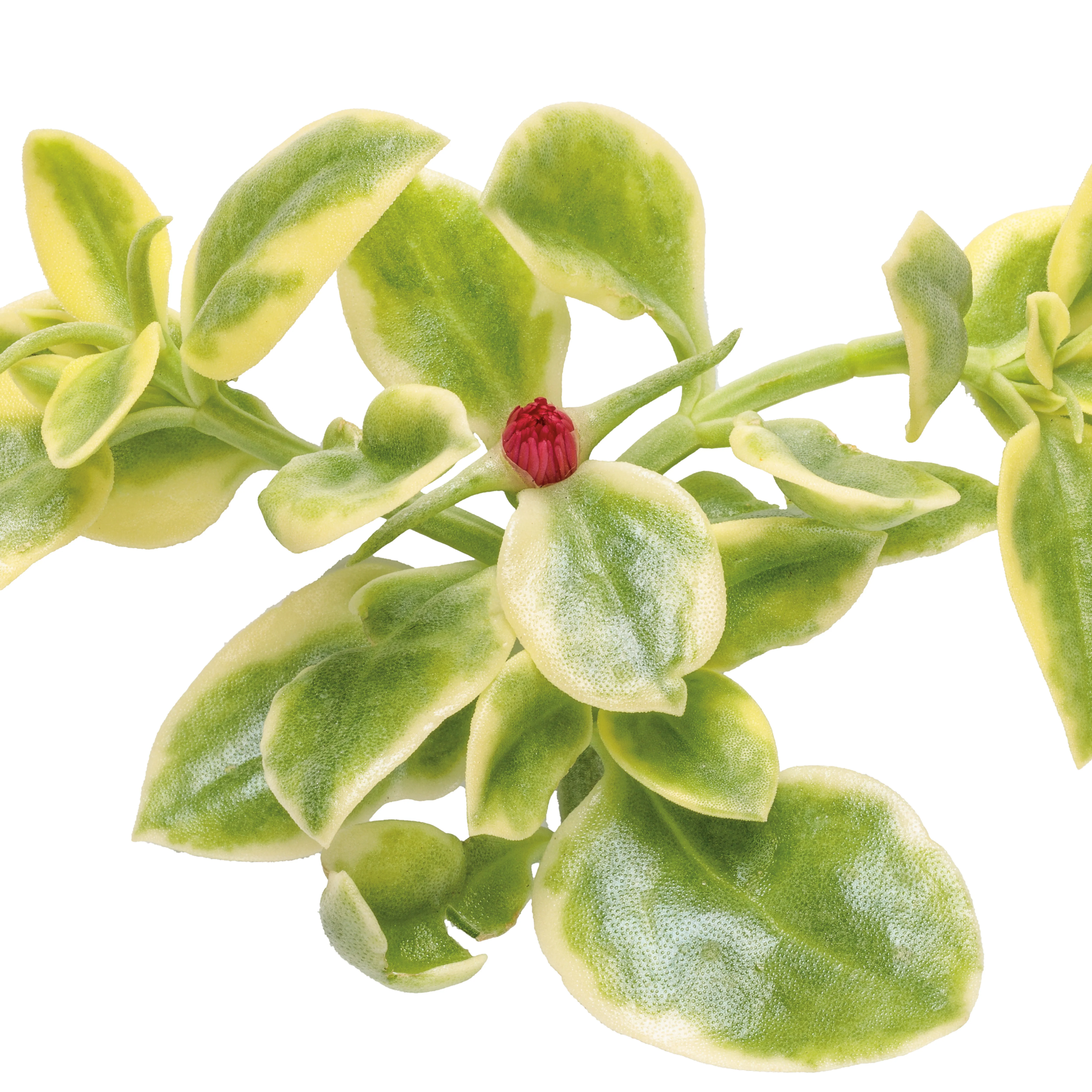 Mezoo™ Trailing Red Livingstone Daisy (Aptenia cordifolia) - Image 8