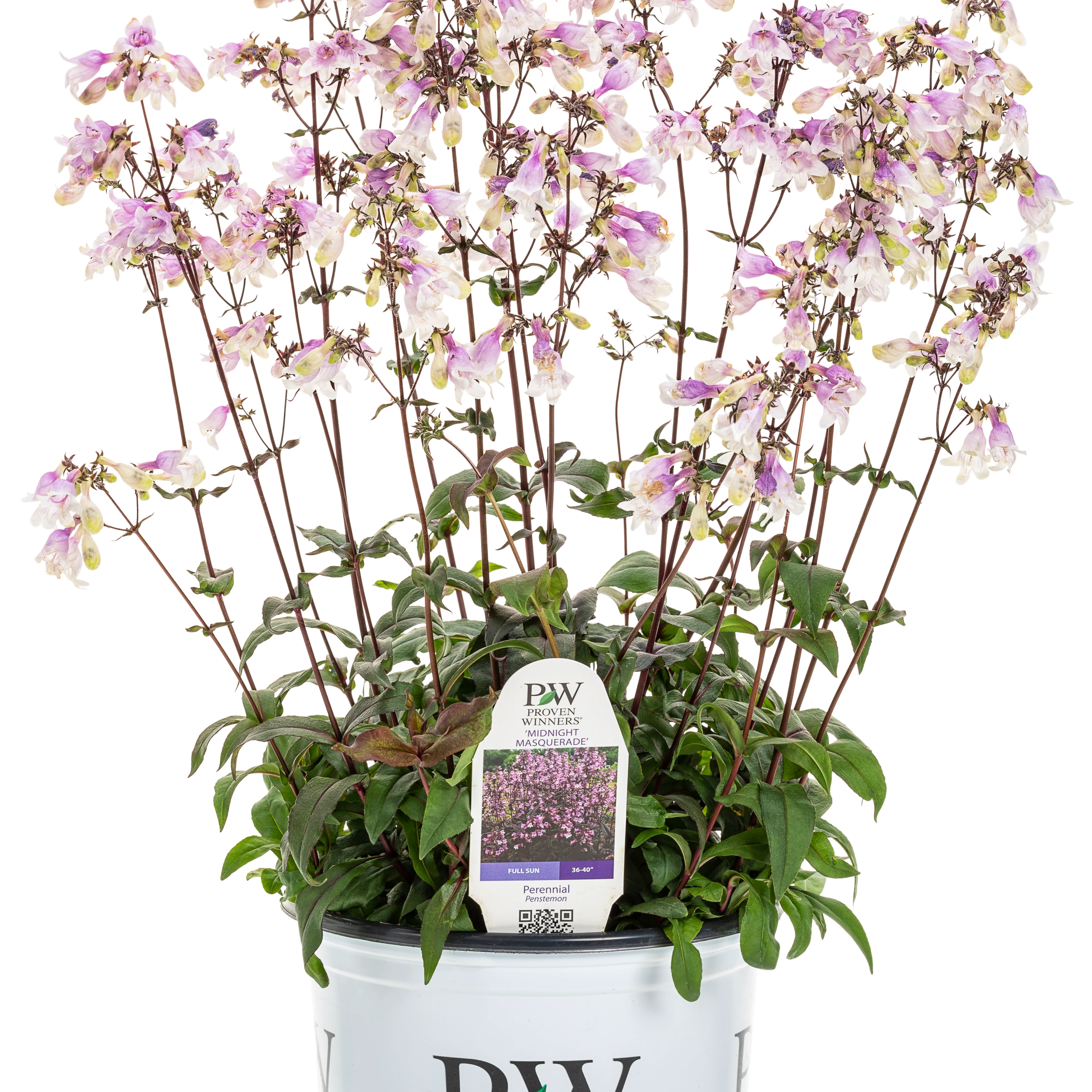 'Midnight Masquerade' Beardtongue (Penstemon hybrid) - Image 2