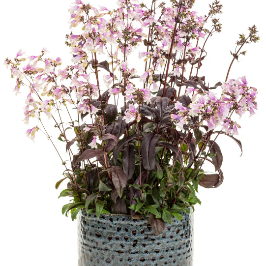 'Midnight Masquerade' Beardtongue (Penstemon hybrid) - Image 4