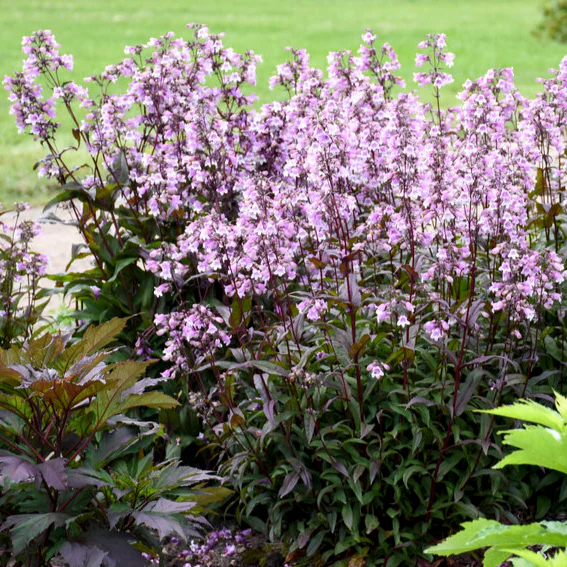 'Midnight Masquerade' Beardtongue (Penstemon hybrid) - Image 5
