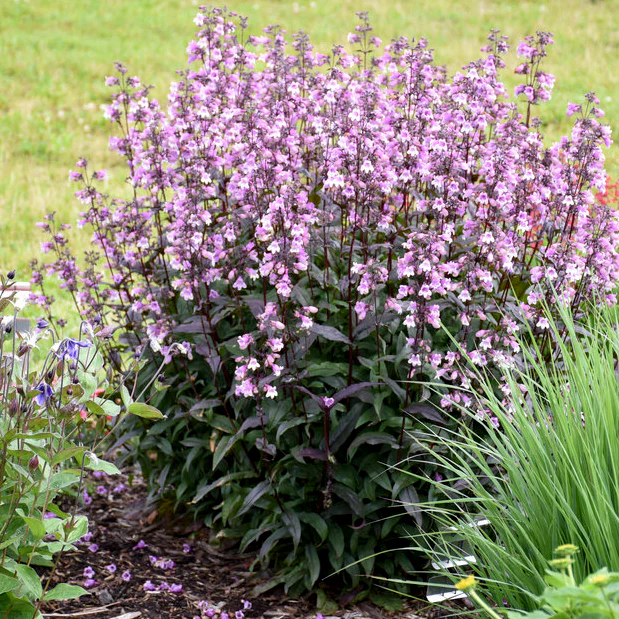'Midnight Masquerade' Beardtongue (Penstemon hybrid) - Image 6