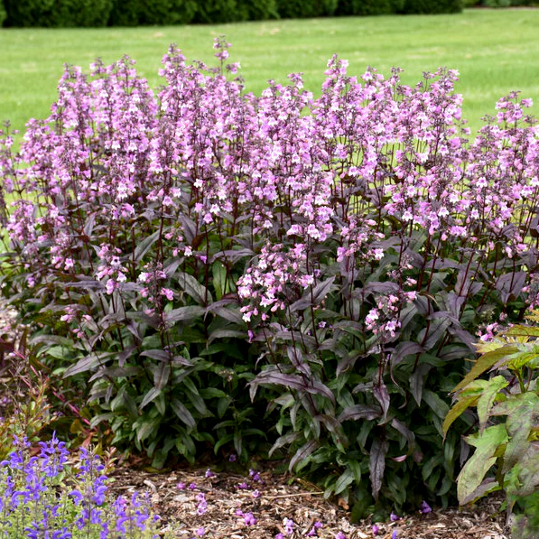 'Midnight Masquerade' Beardtongue (Penstemon hybrid) - Image 7