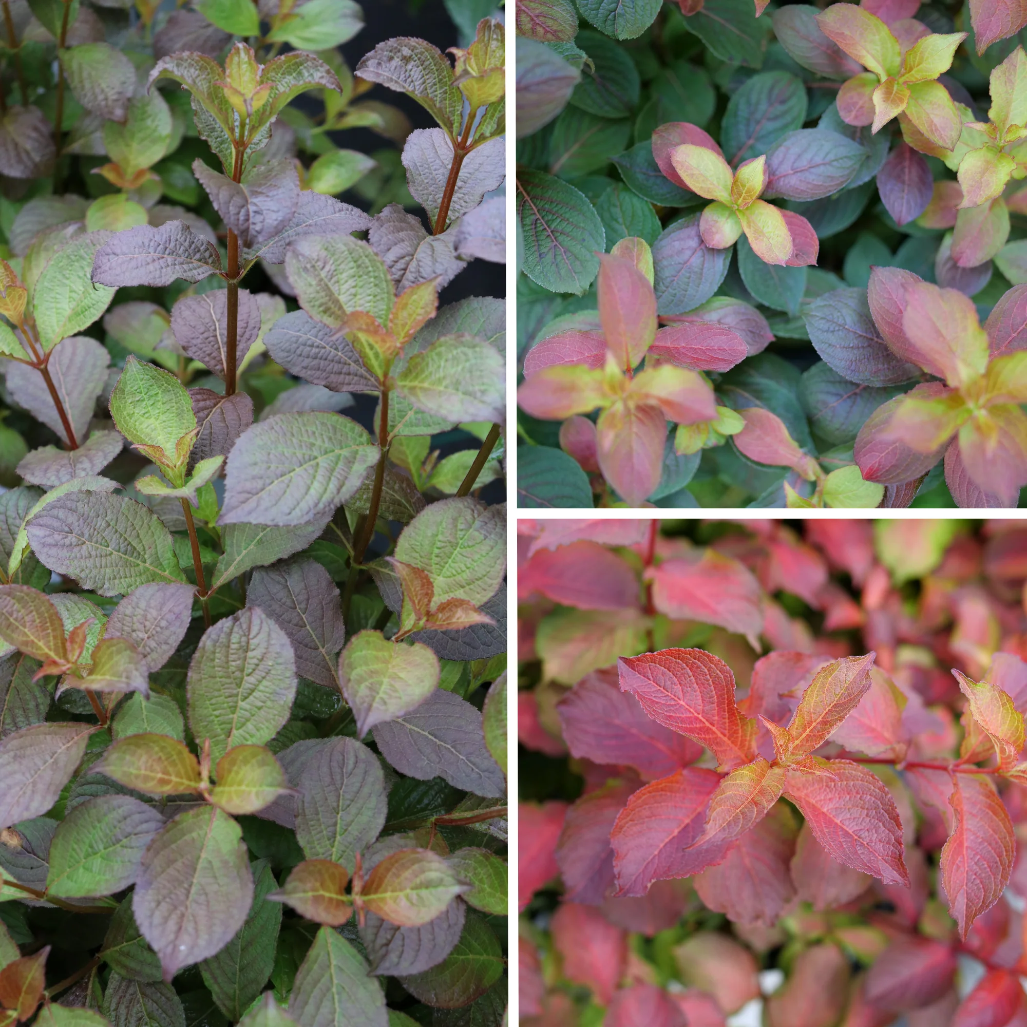 Midnight Sun® Reblooming Weigela (florida) - Image 3