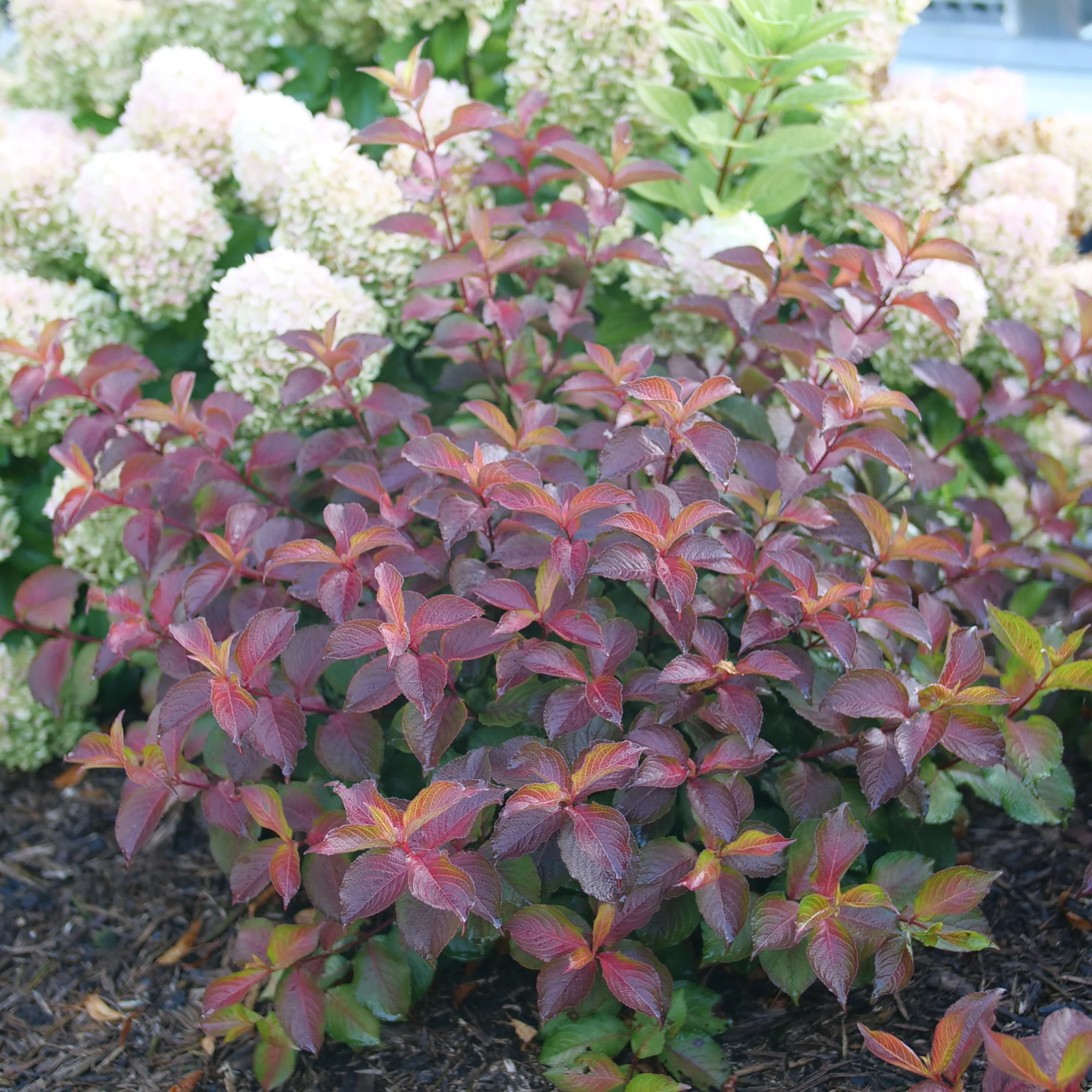 Midnight Sun® Reblooming Weigela (florida) - Image 4