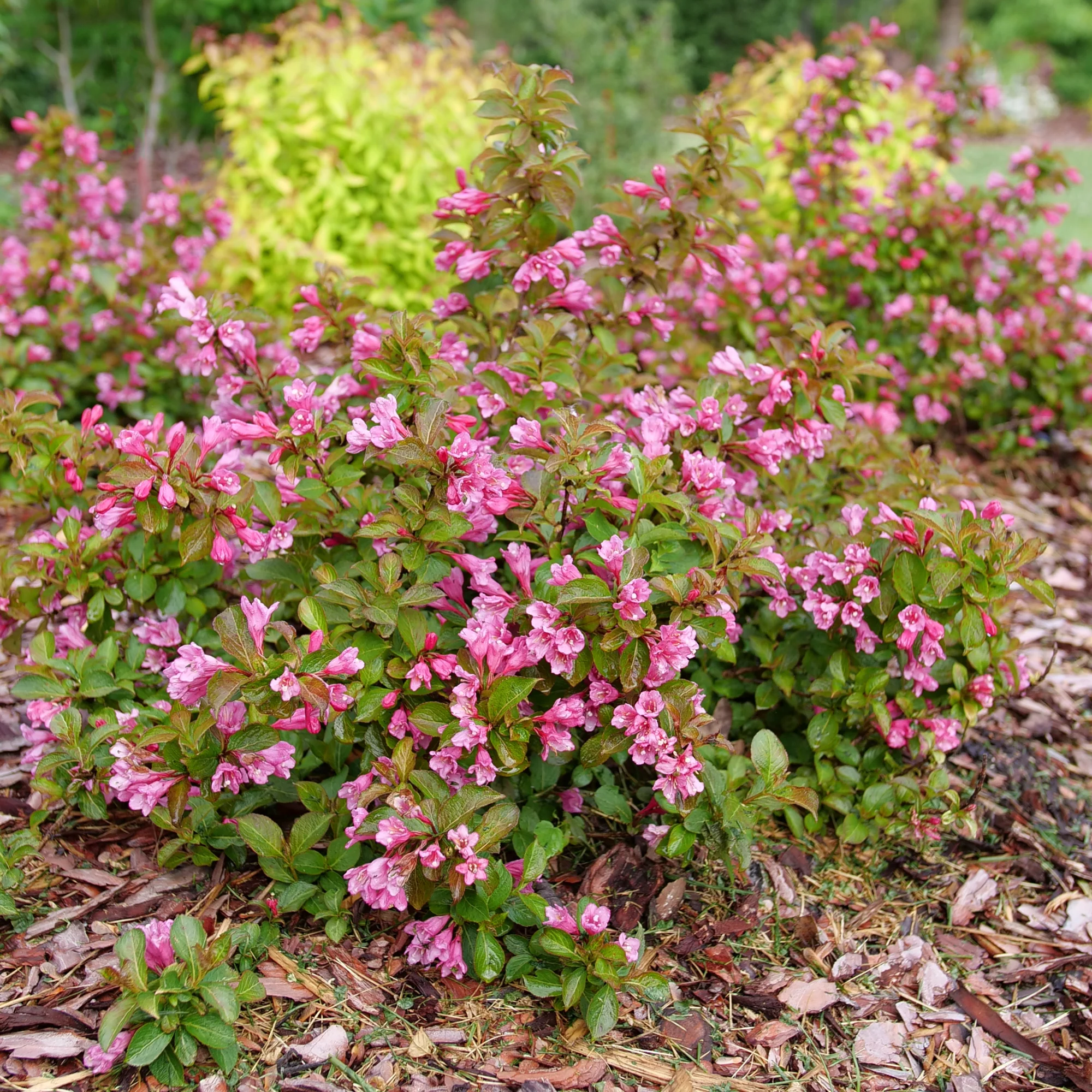Midnight Sun® Reblooming Weigela (florida) - Image 5