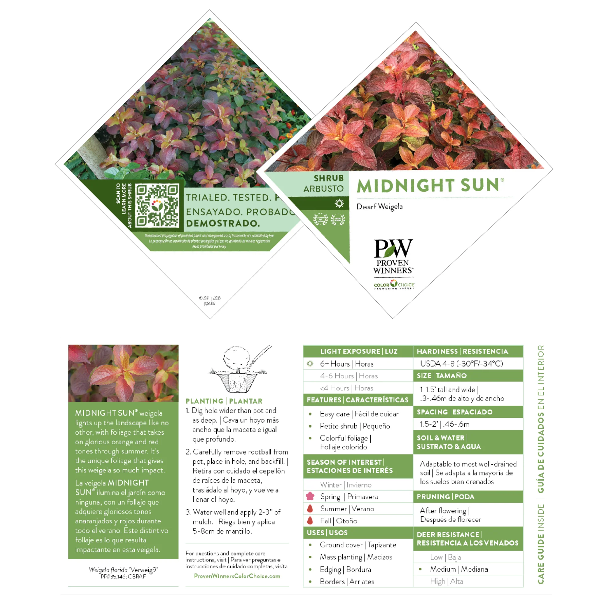 Midnight Sun® Reblooming Weigela (florida) - Image 7