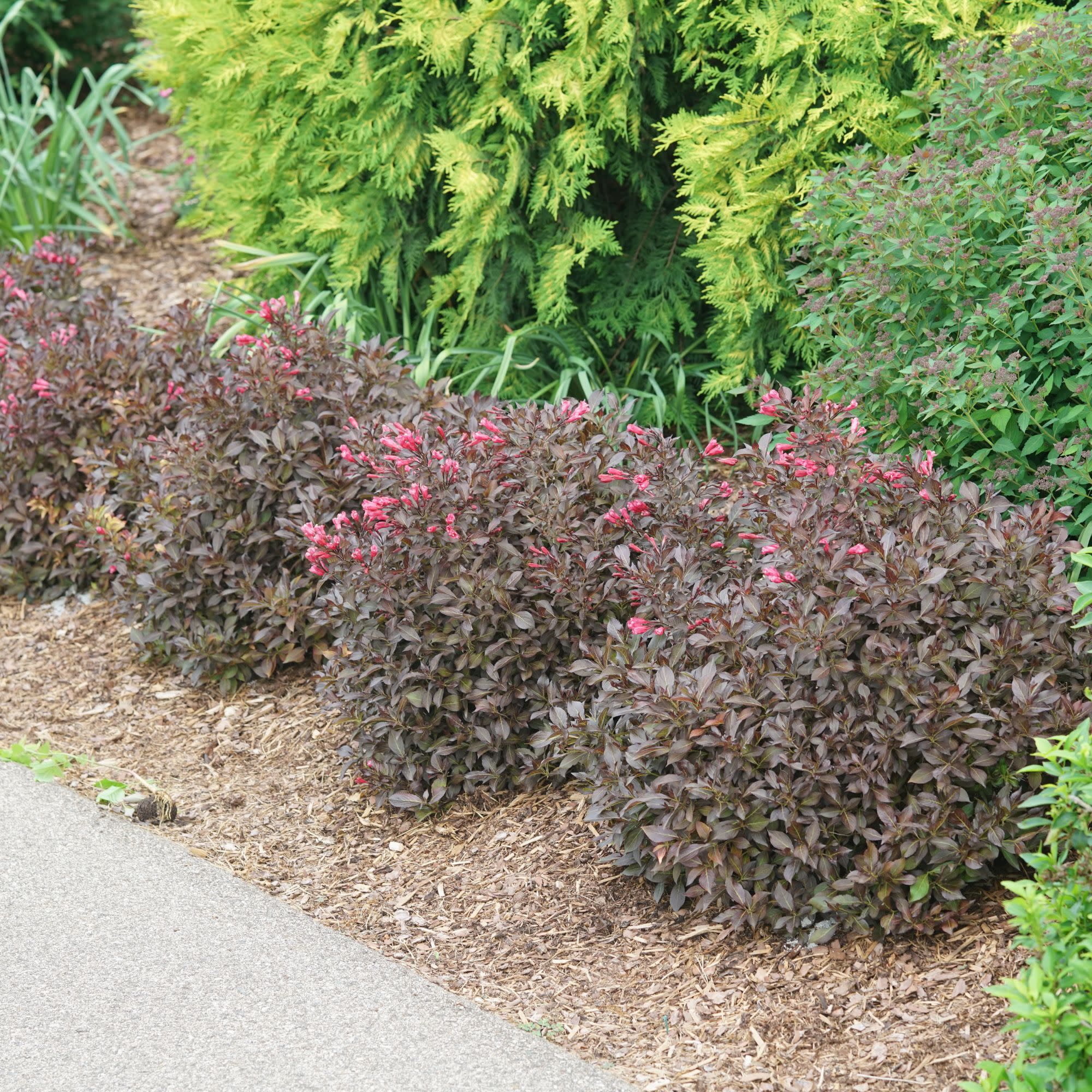 Midnight Wine Shine® (Weigela florida) - Image 7