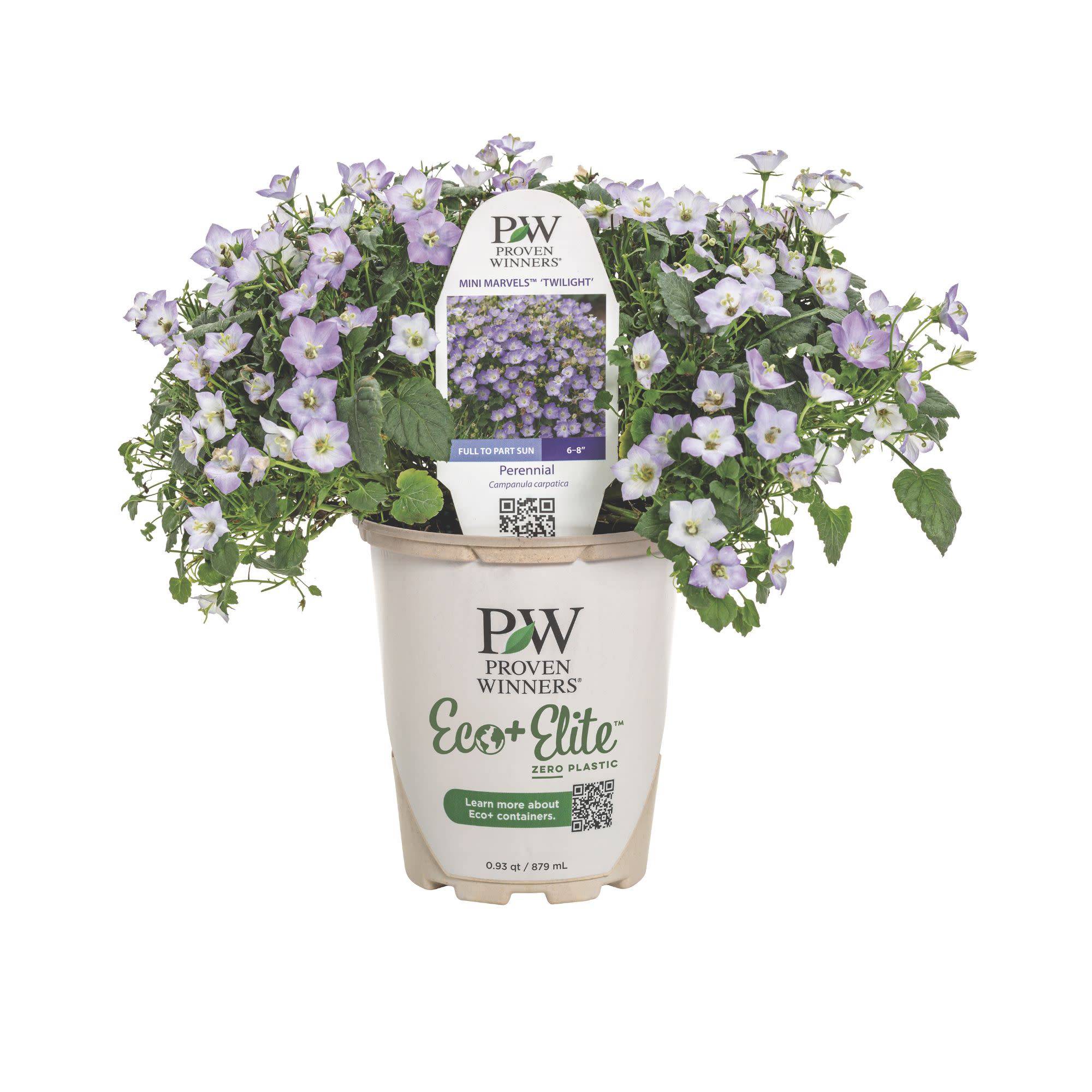 Mini Marvels™ 'Twilight' Carpathian Bellflower (Campanula carpatica) - Image 2