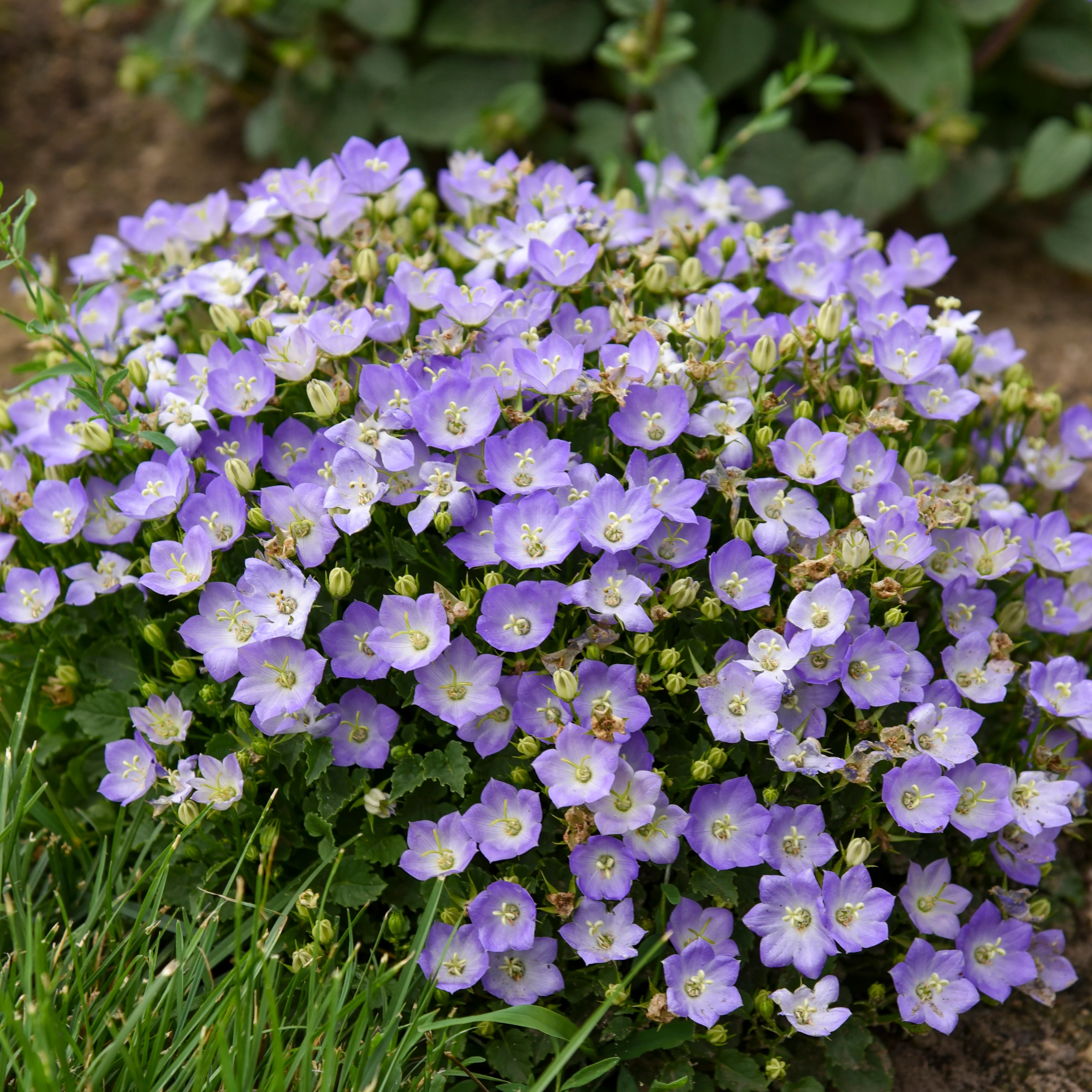 Mini Marvels™ 'Twilight' Carpathian Bellflower (Campanula carpatica) - Image 4