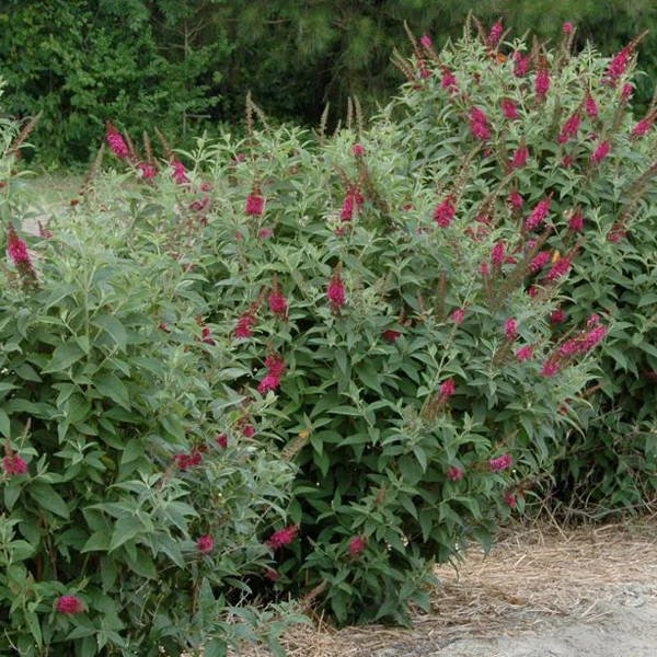 'Miss Molly' Butterfly Bush (Buddleia x) - Image 5