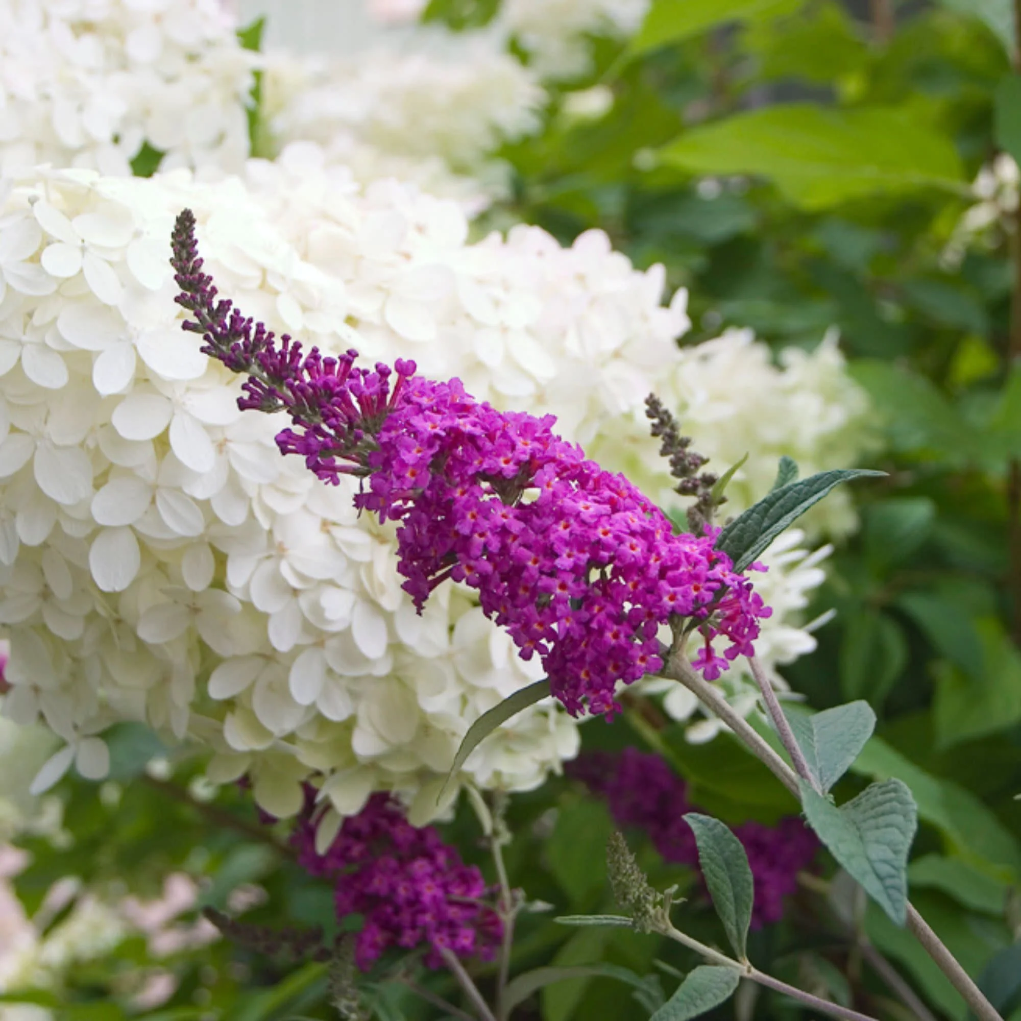 'Miss Ruby' Butterfly Bush (Buddleia x) - Image 3